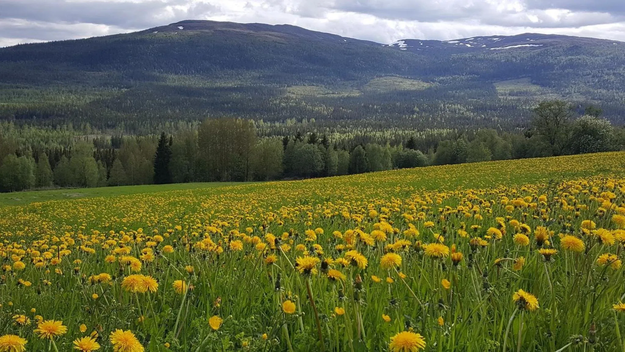 Natural landscape in Renfjällsgården