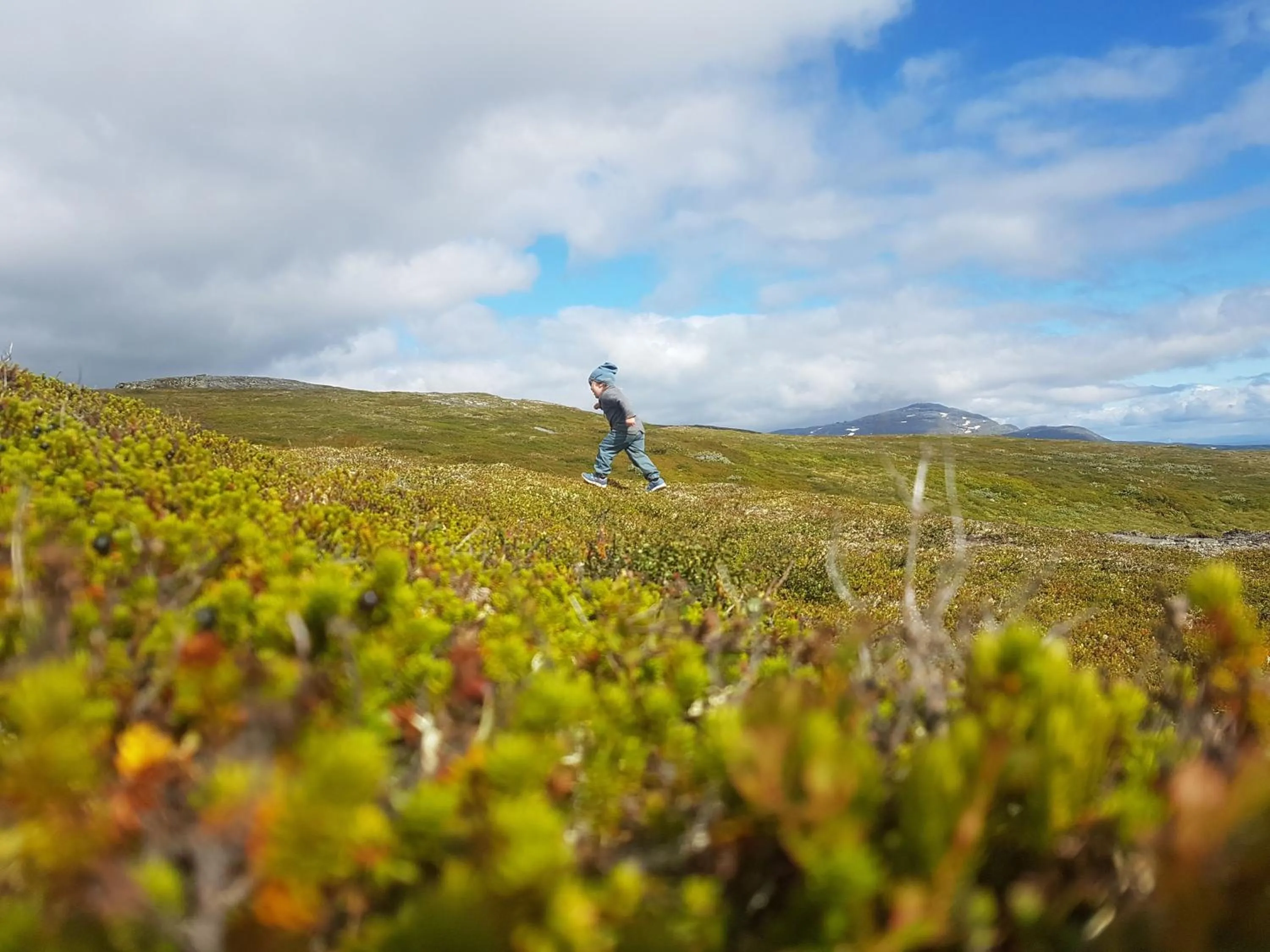 Natural landscape in Renfjällsgården
