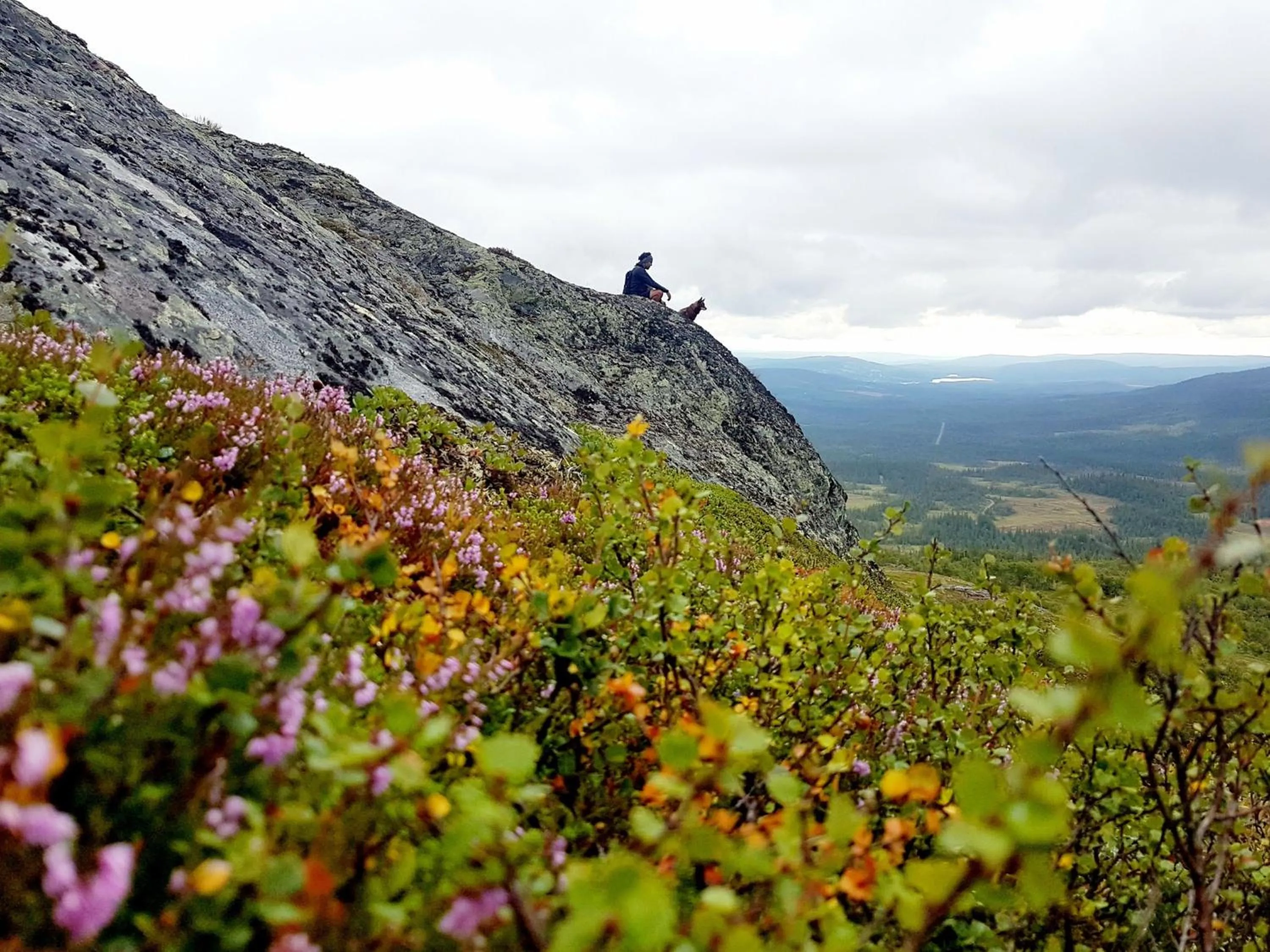 Natural landscape in Renfjällsgården