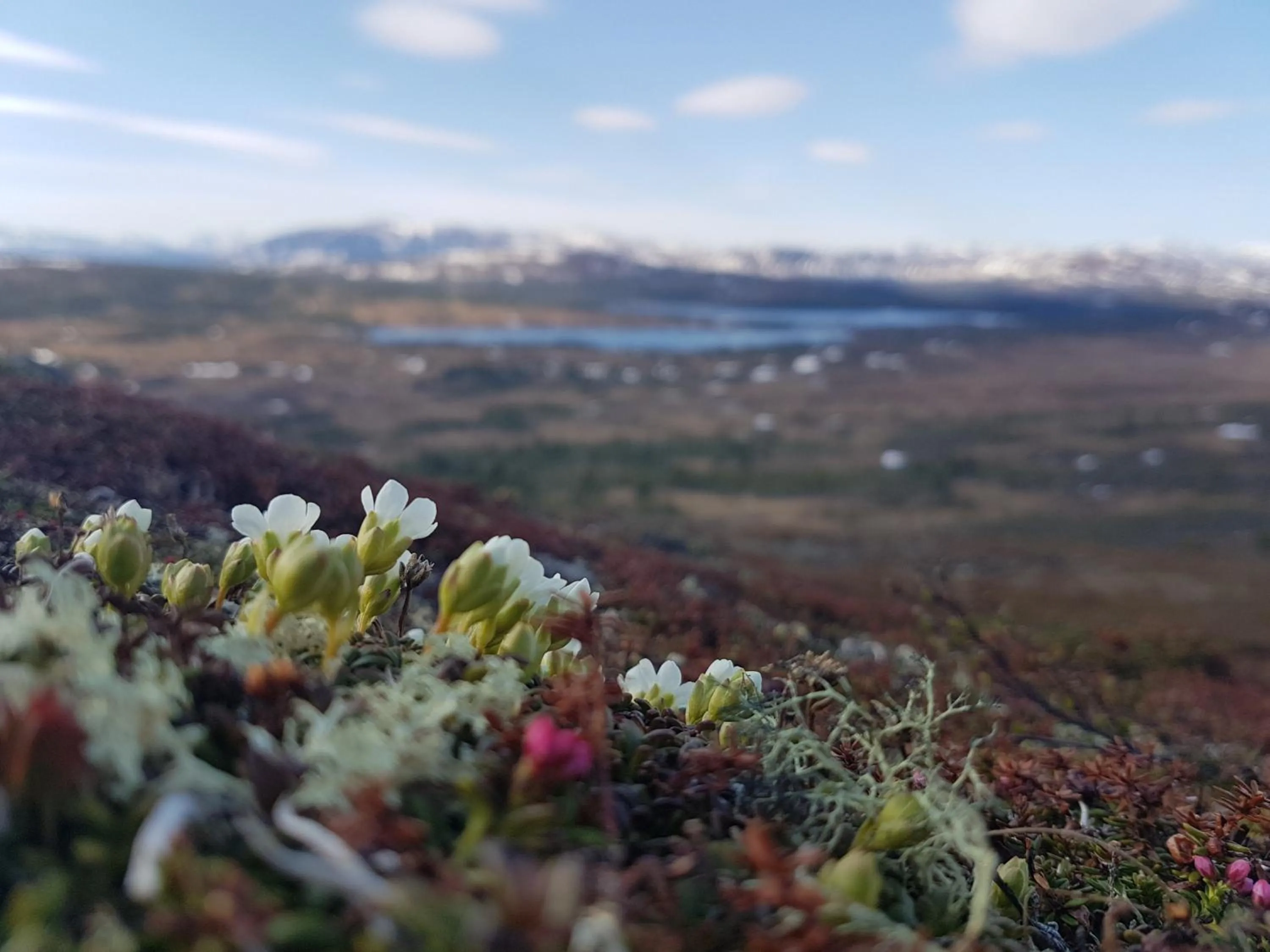 Natural landscape in Renfjällsgården