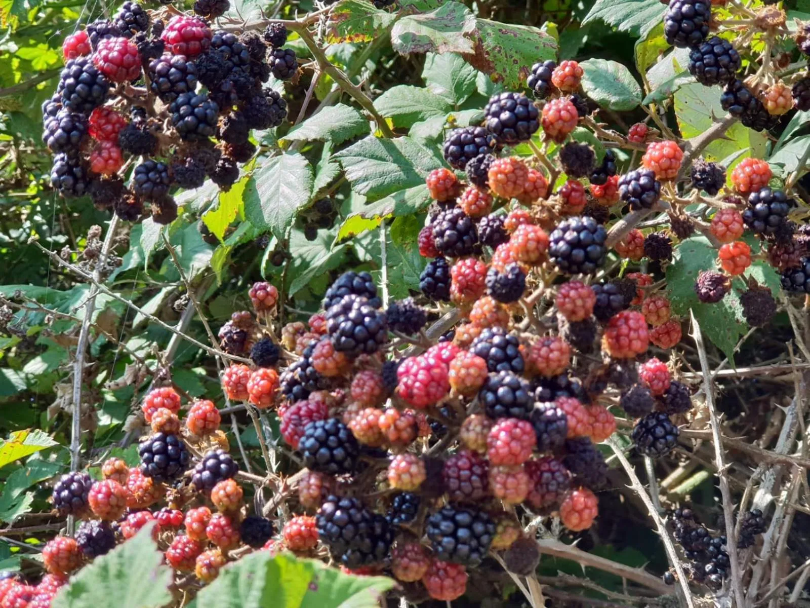 Garden view in Borgo Antico XIX sec.
