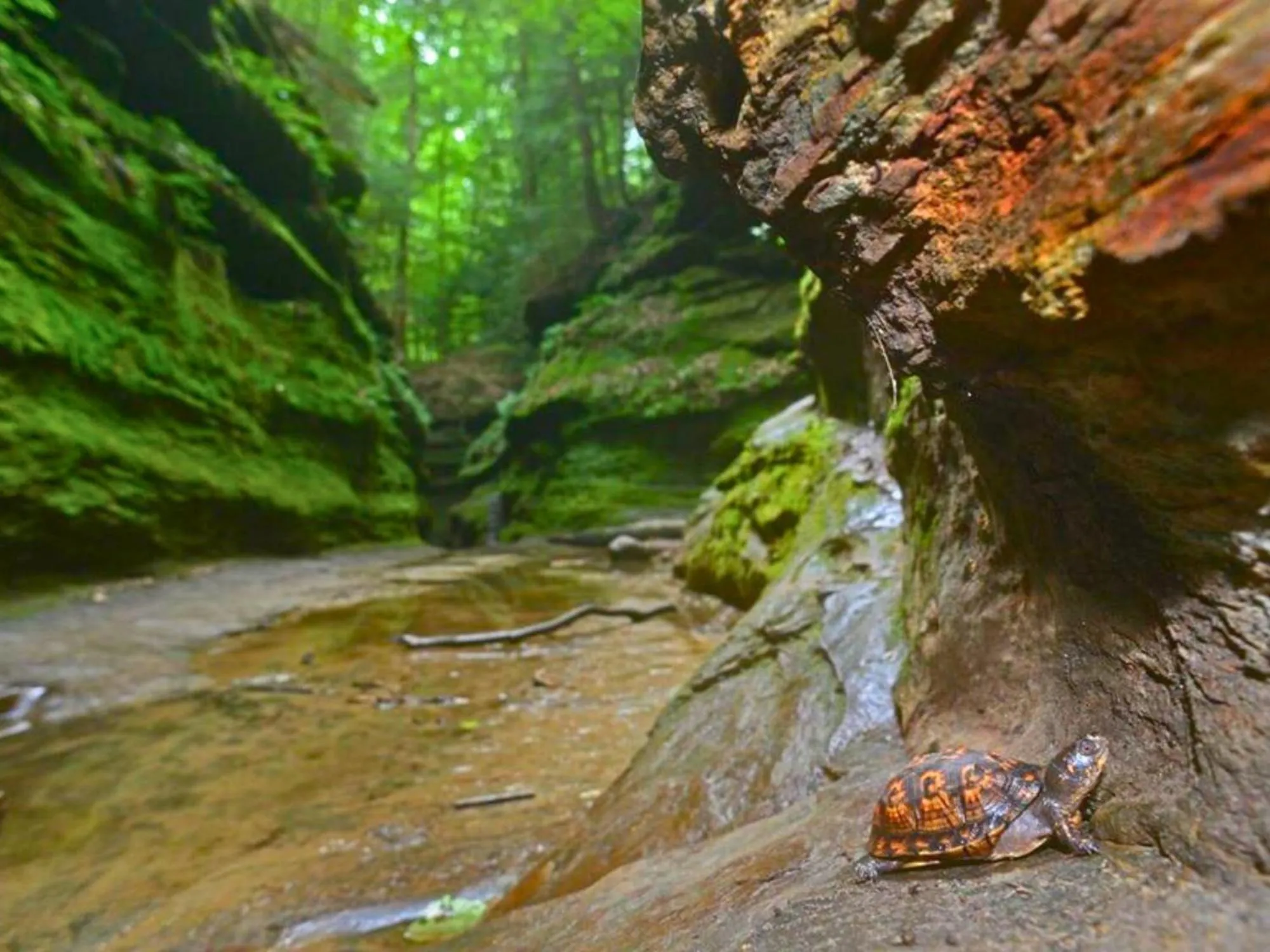 Hiking in Turkey Run Inn & Cabins