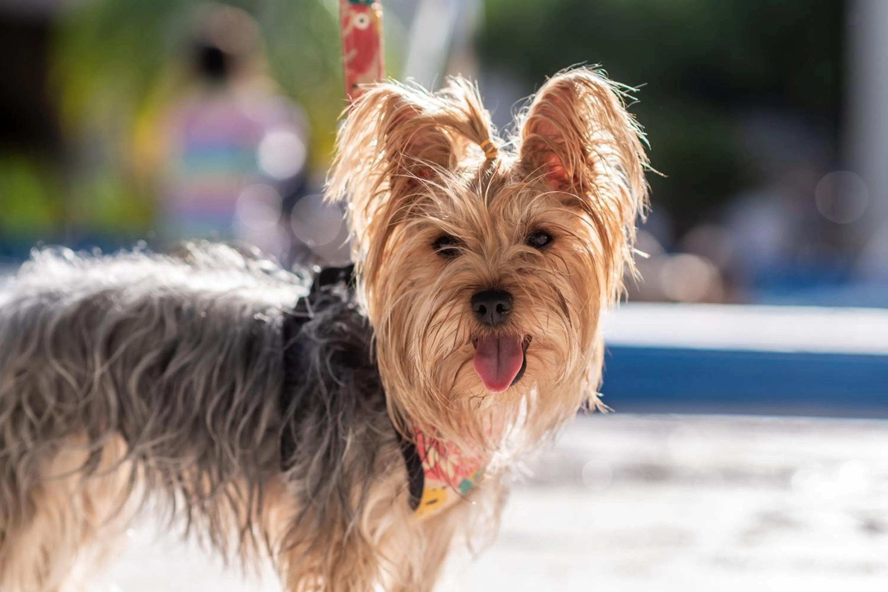 Animals in Hotel Termal Emperatriz Termas de Río Hondo