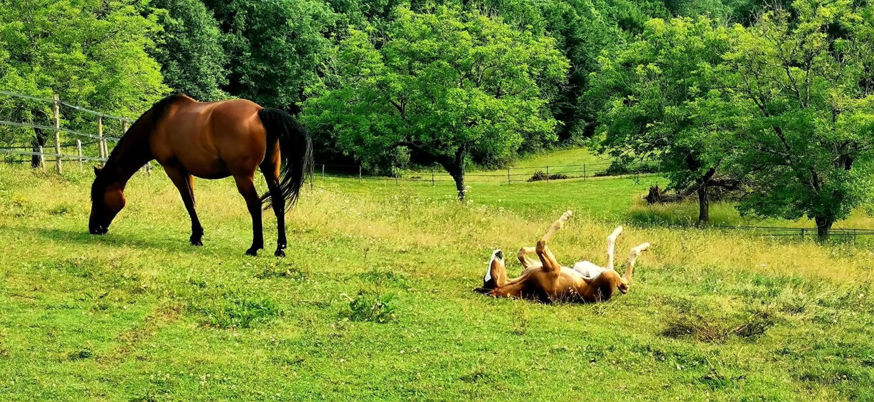 Domaine de La Rhonie