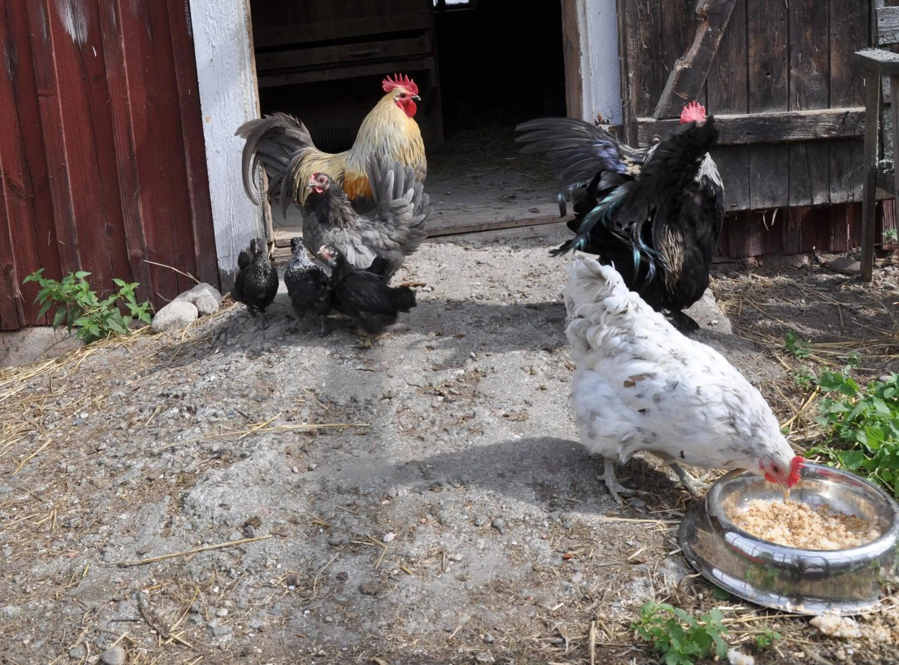 Animals in Eden's Garden Cottages