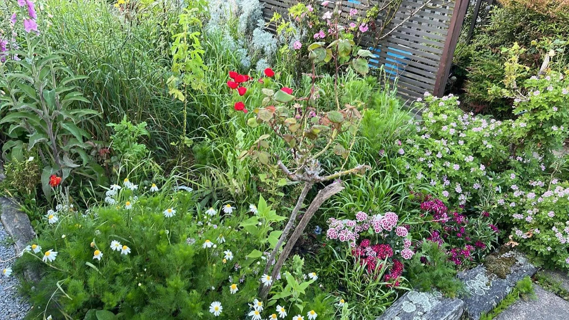 Garden in Incline Cottage