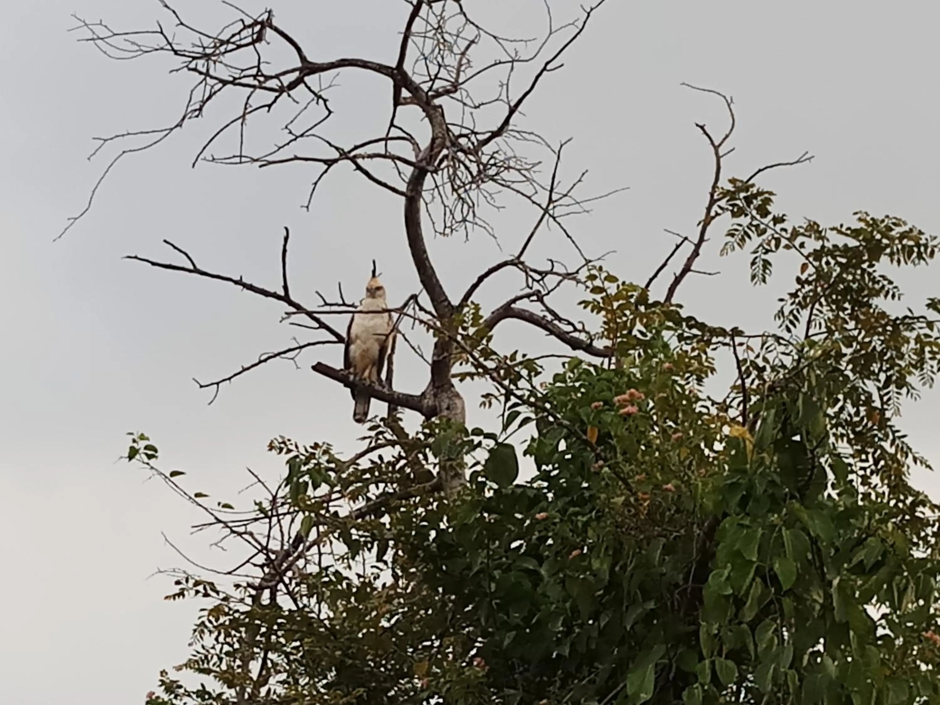 Other in Cassia Udawalawe