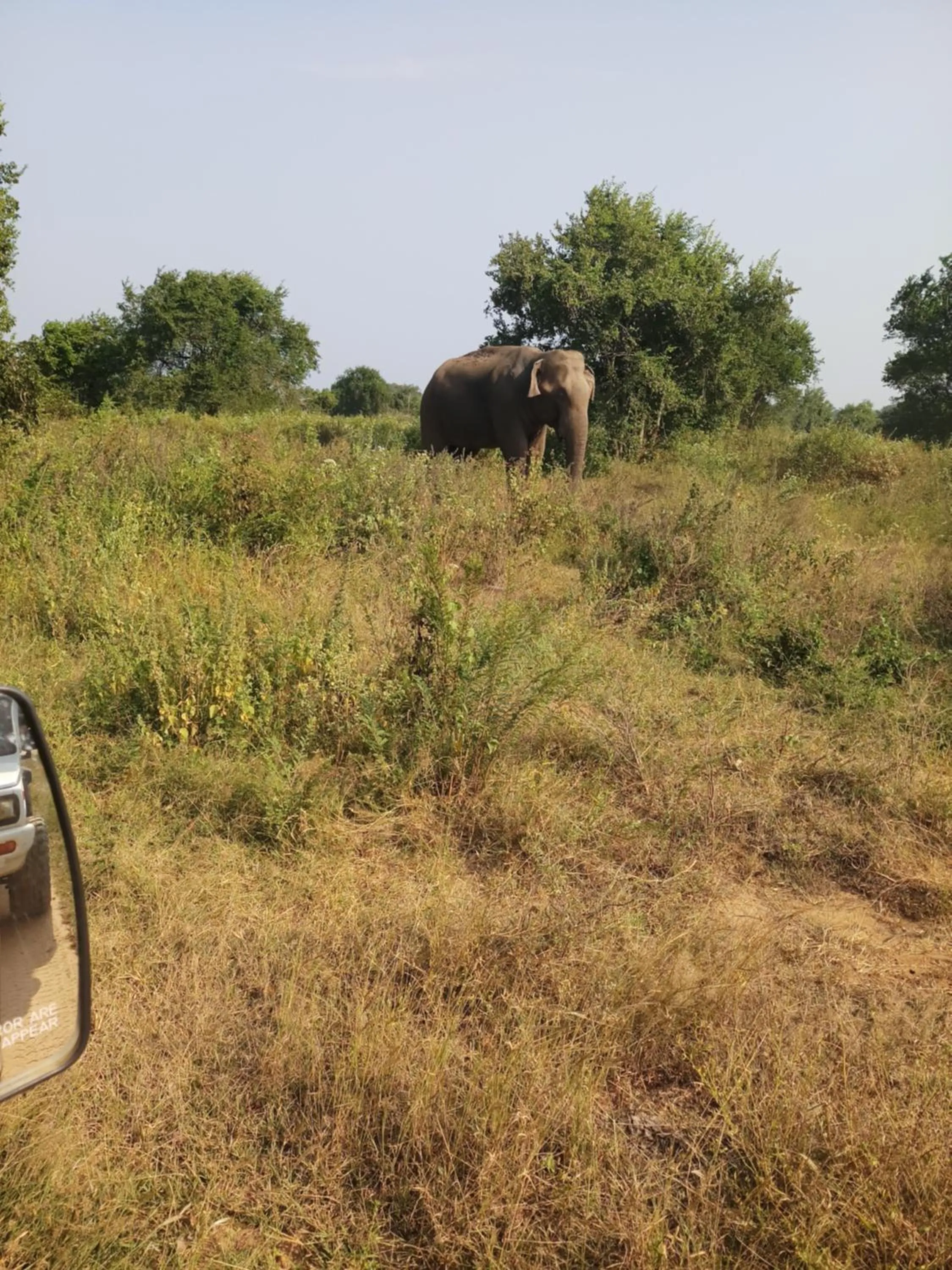 Other in Cassia Udawalawe