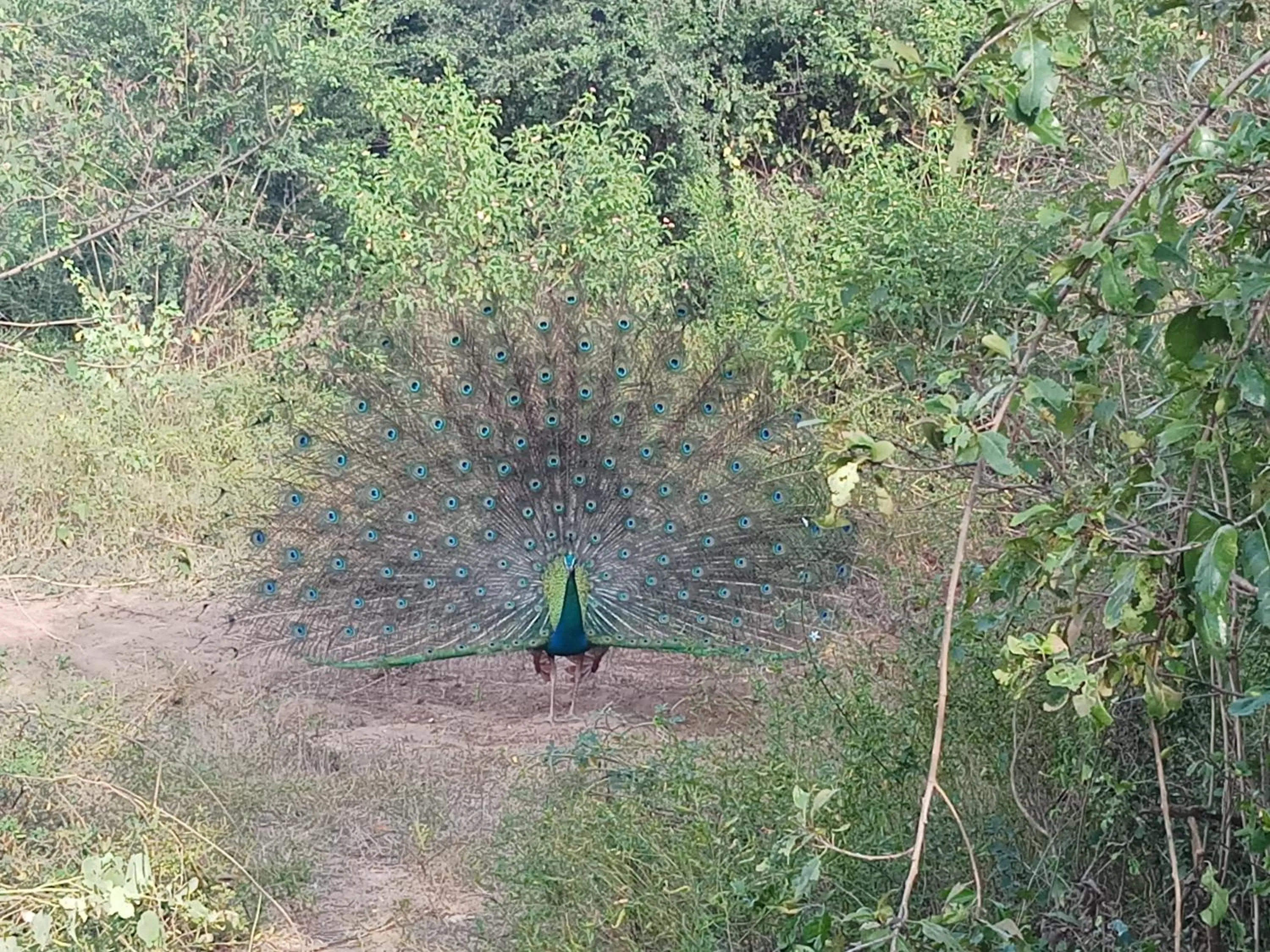 Other in Cassia Udawalawe