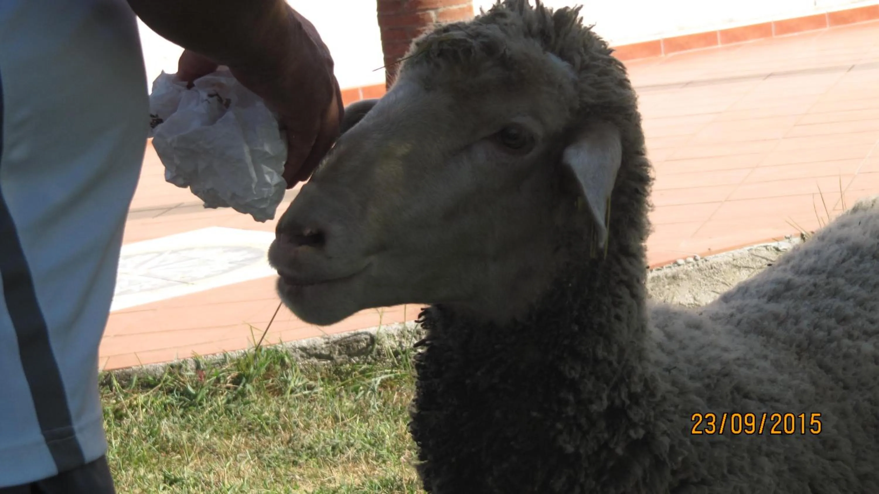 Animals in B&B Macchia d'Olmo