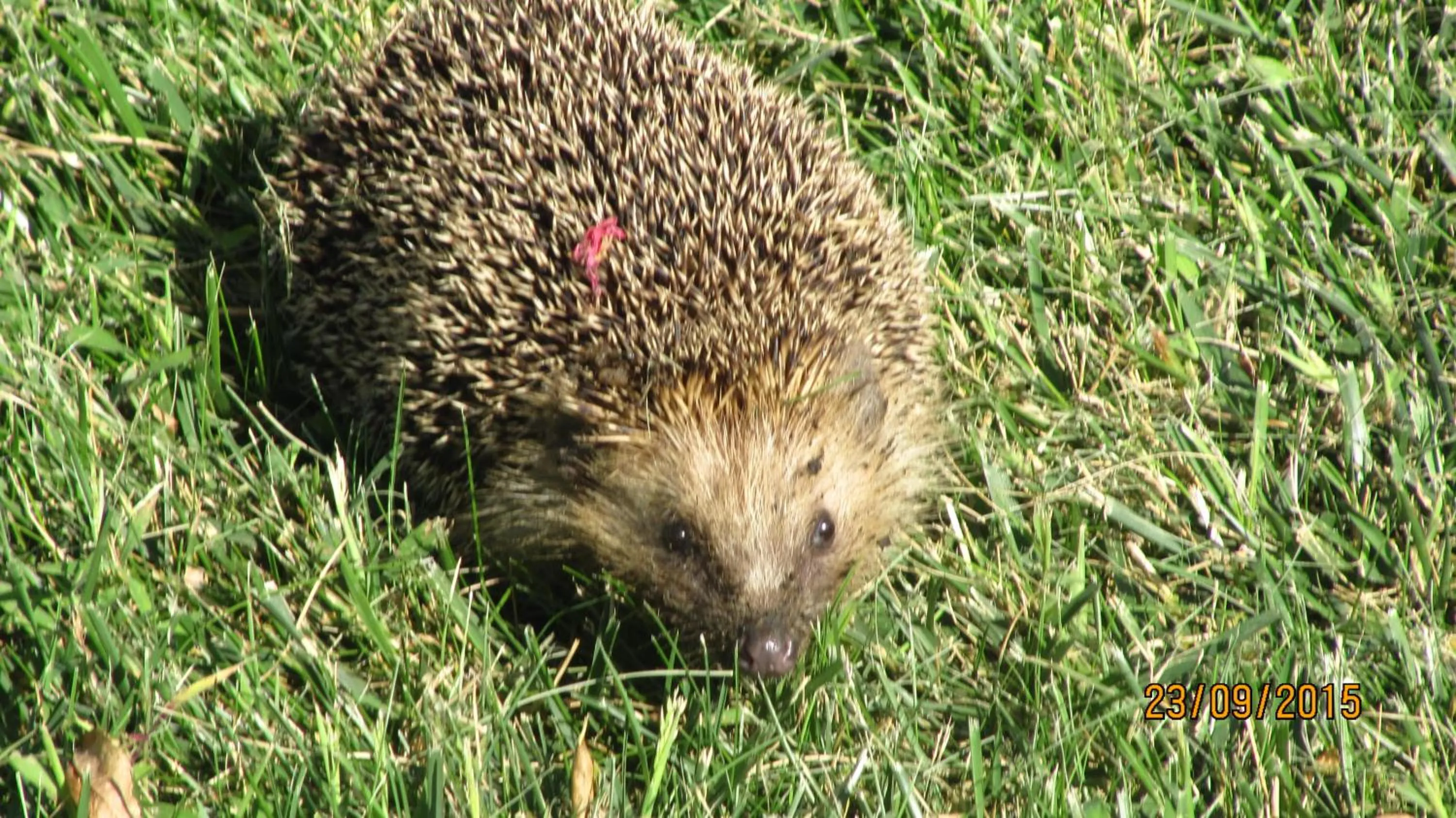 Animals in B&B Macchia d'Olmo