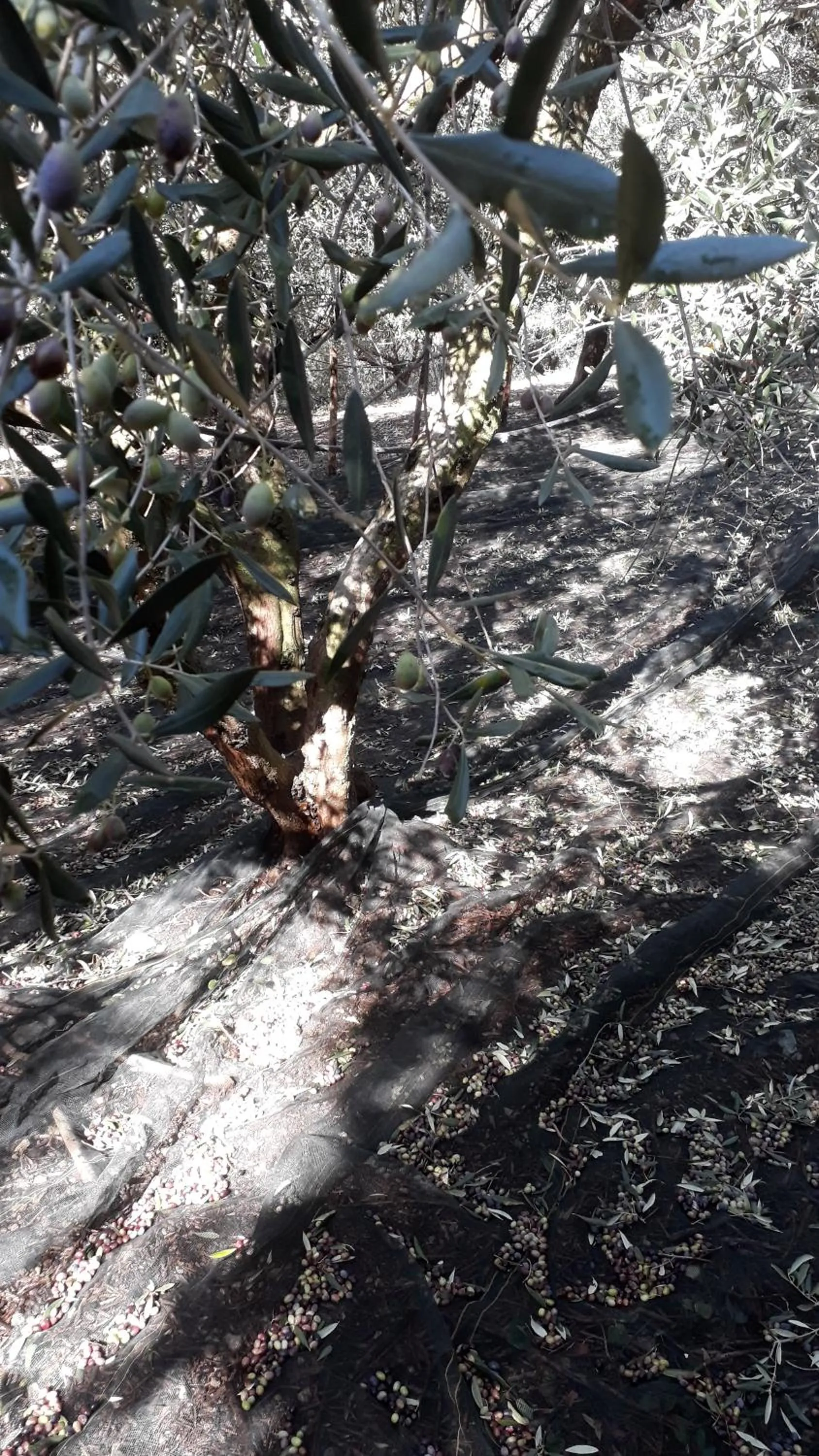 Natural landscape in B&B Macchia d'Olmo