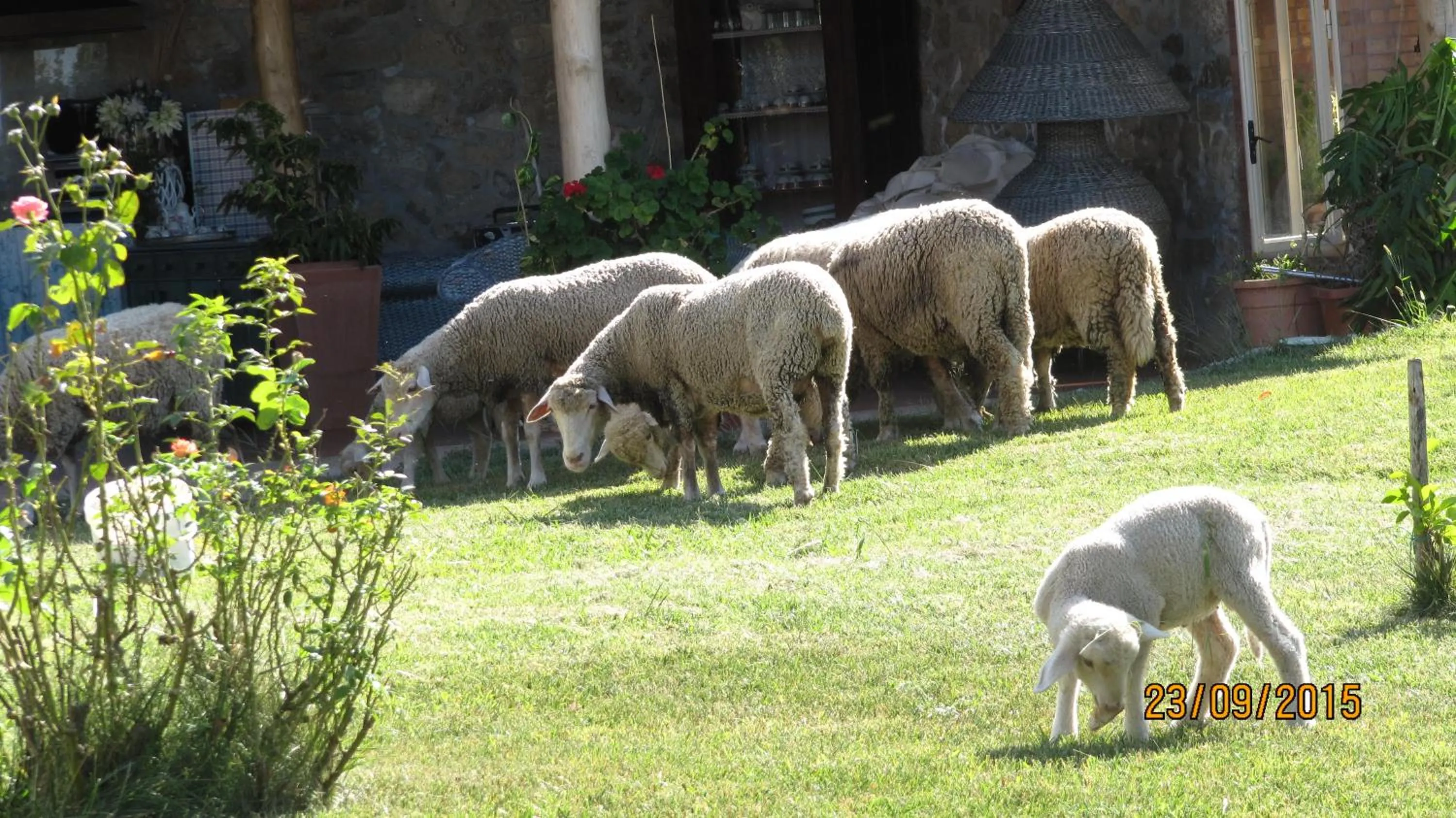 Pets in B&B Macchia d'Olmo