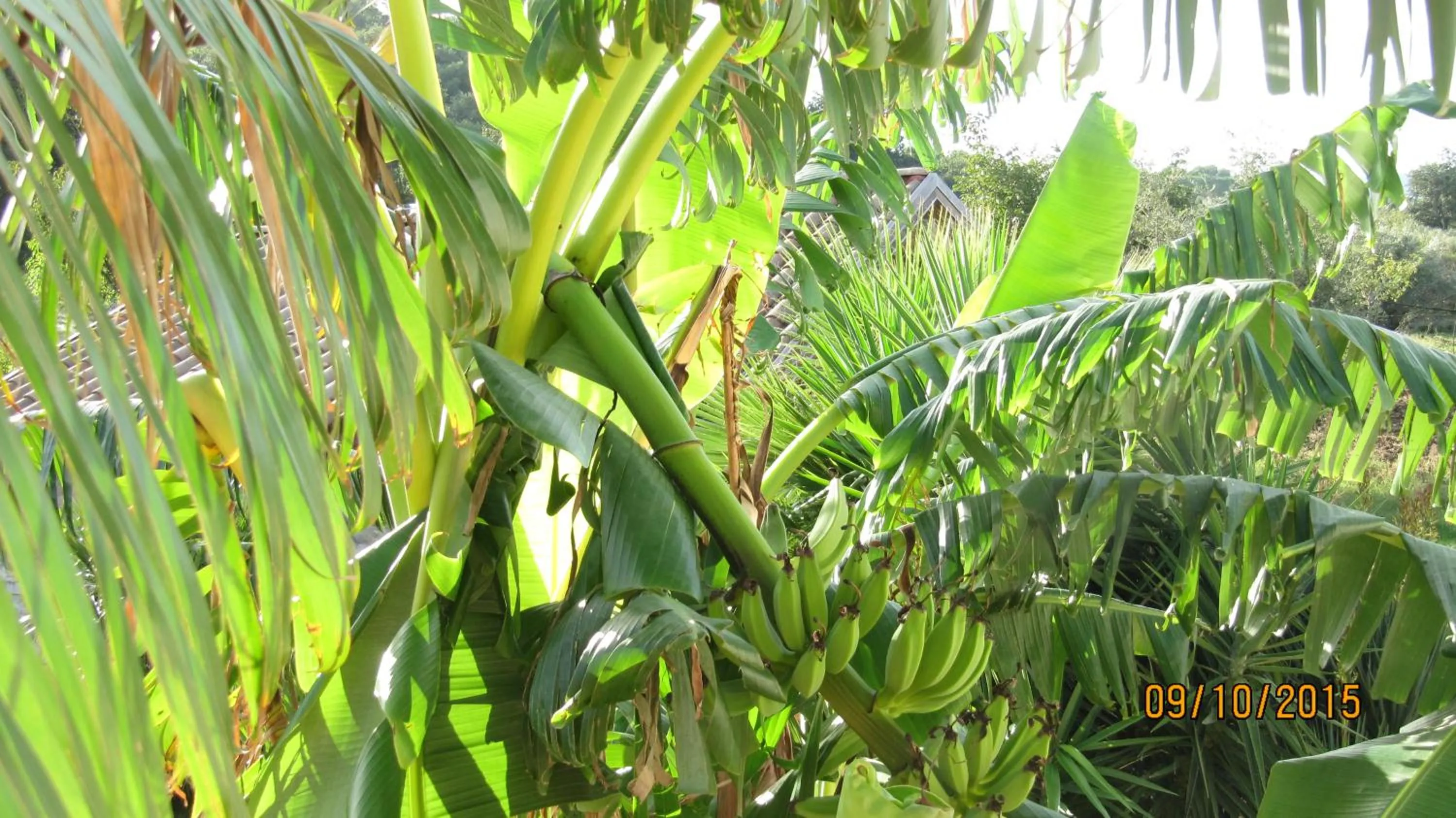 Natural landscape in B&B Macchia d'Olmo