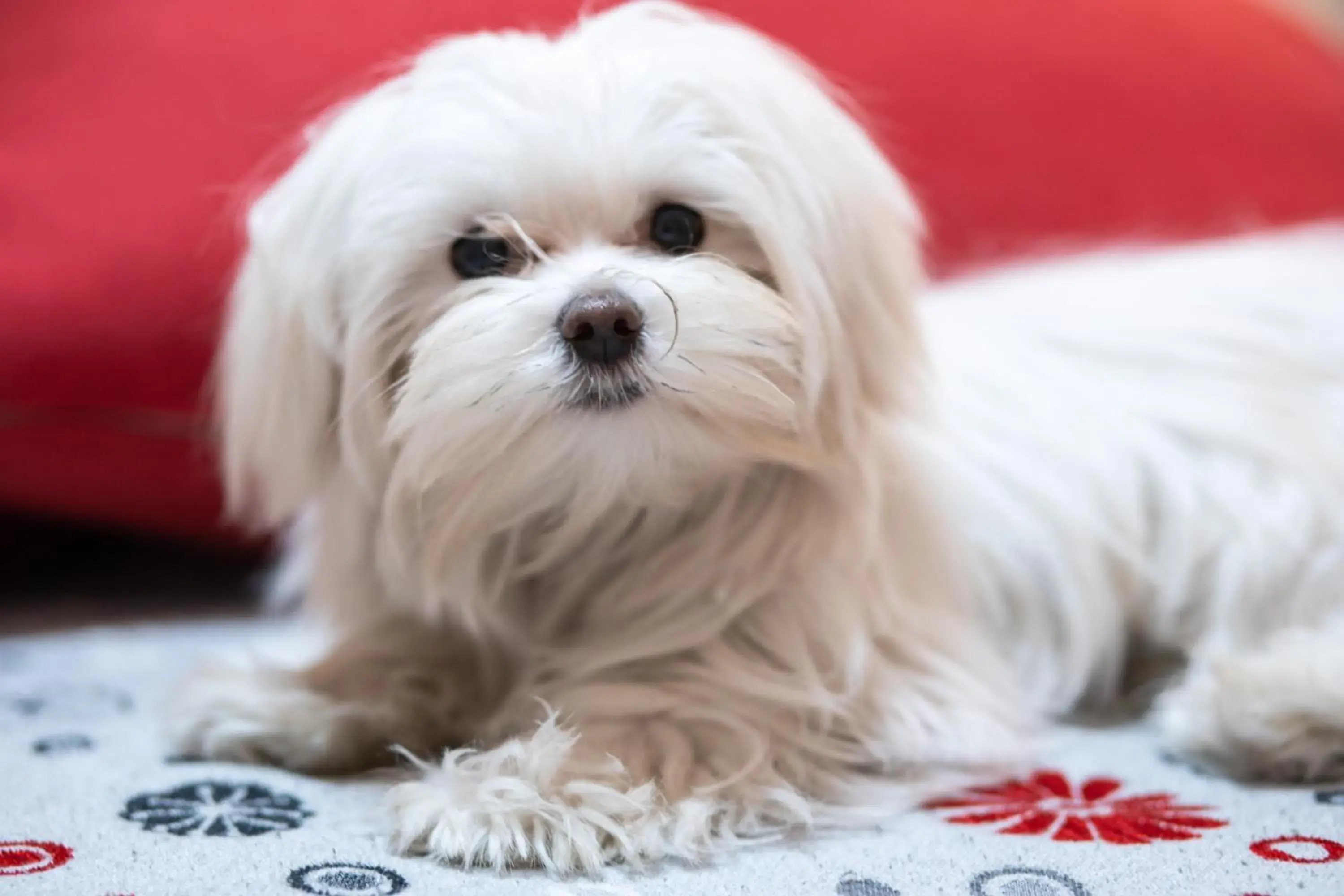 Santamaggiore Santamaggiore