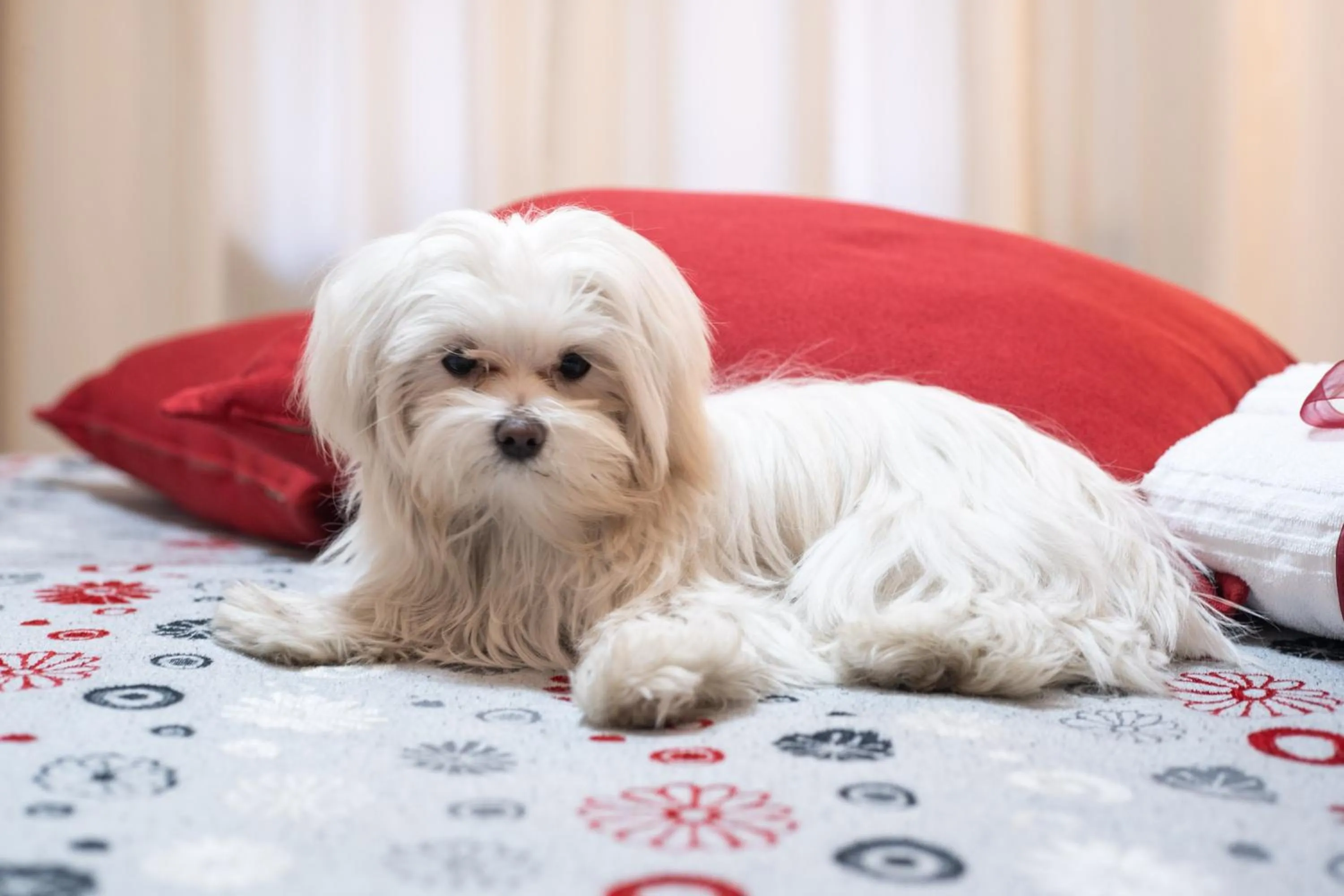 Pets in Santamaggiore