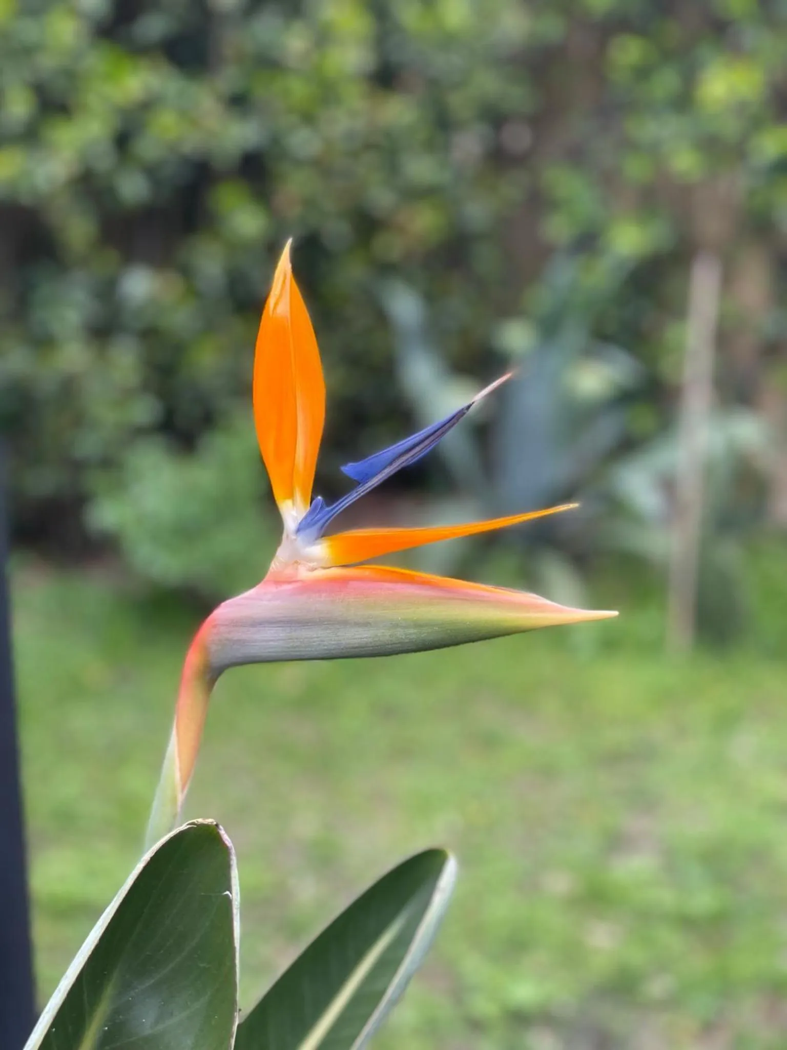 Spring in Palazzo Cini Luxury Rooms in Pisa