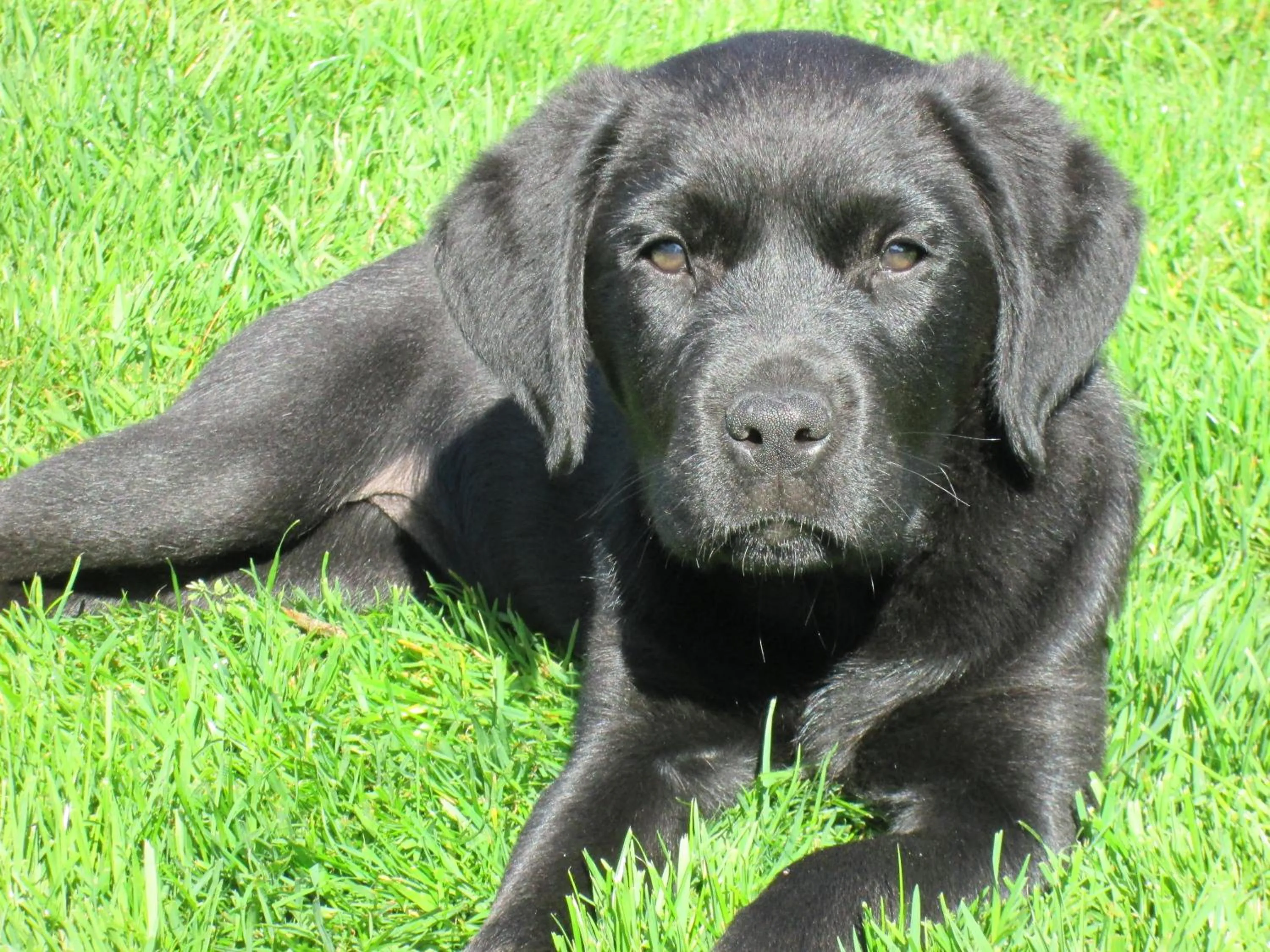 Animals in Roing B&B