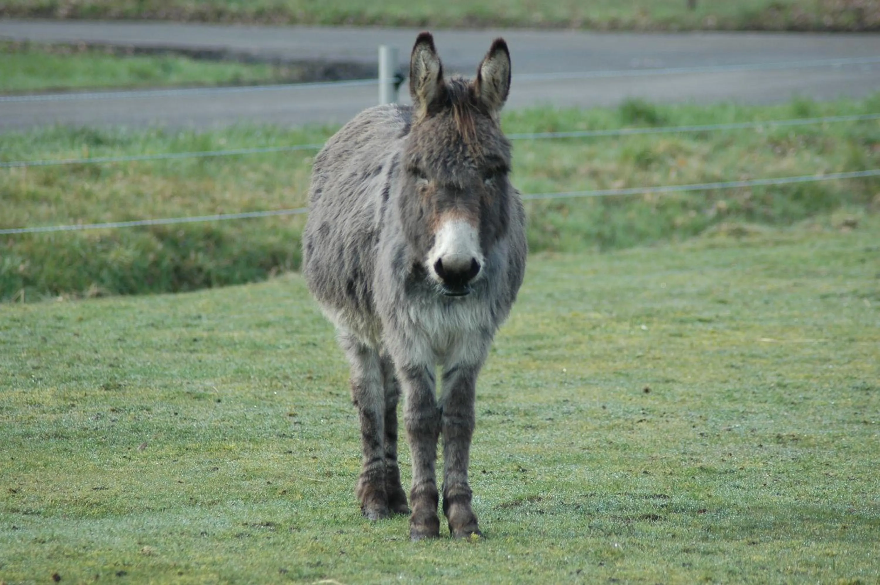 Animals in Roing B&B