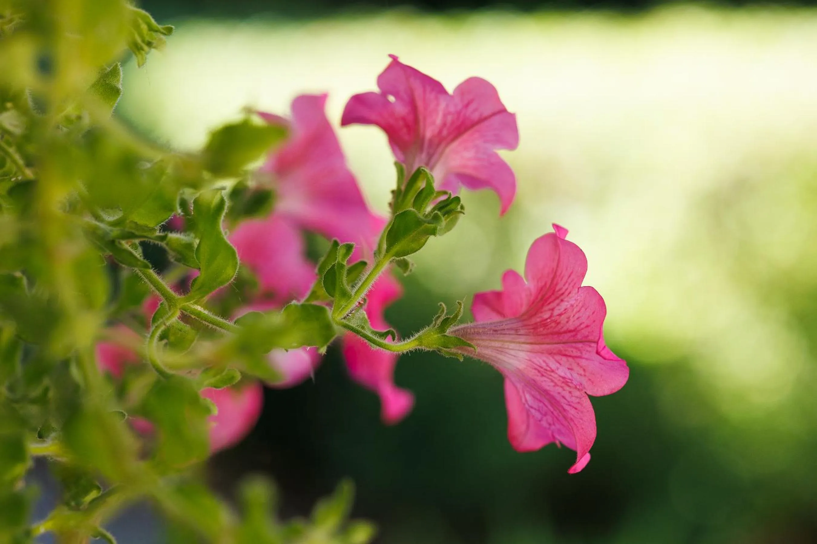 Garden view in Partvilla Balatonboglar