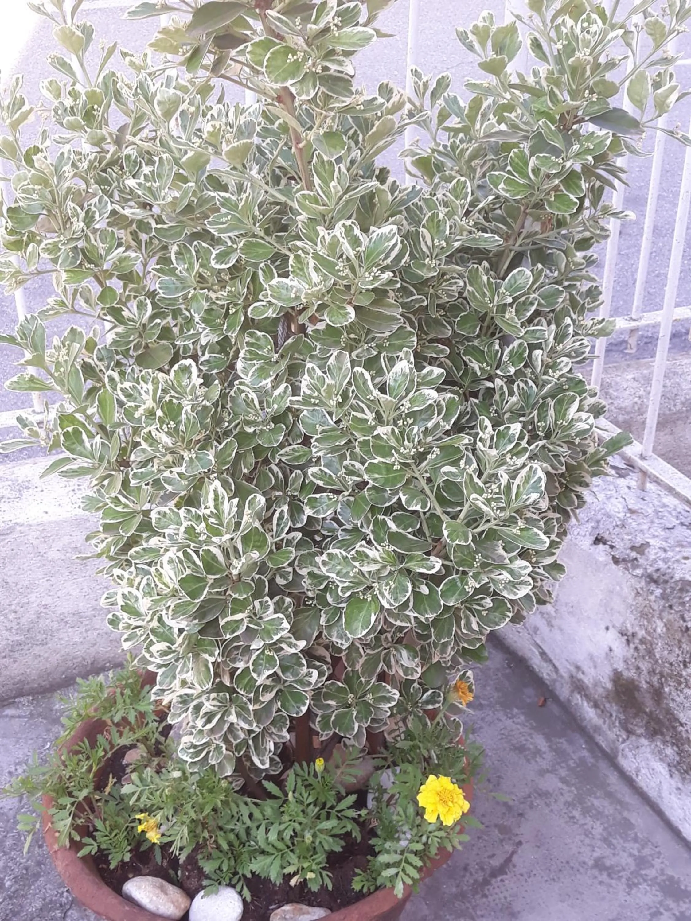 Facade/entrance in Venice Park House