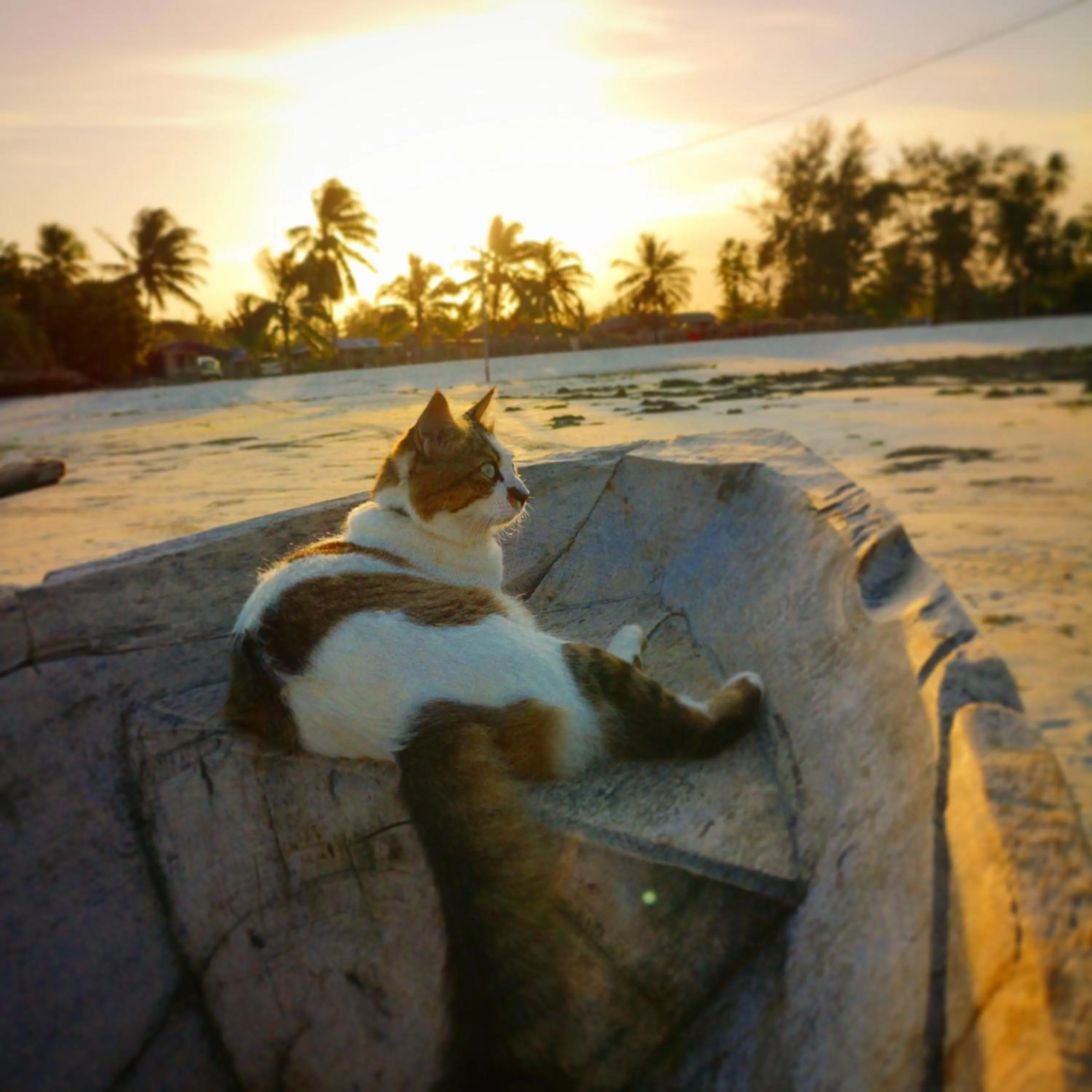 Pets in The Island - Pongwe Lodge