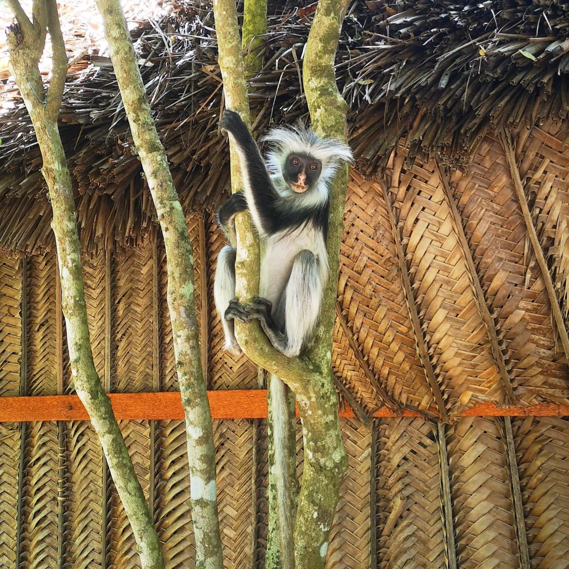 Animals in The Island - Pongwe Lodge