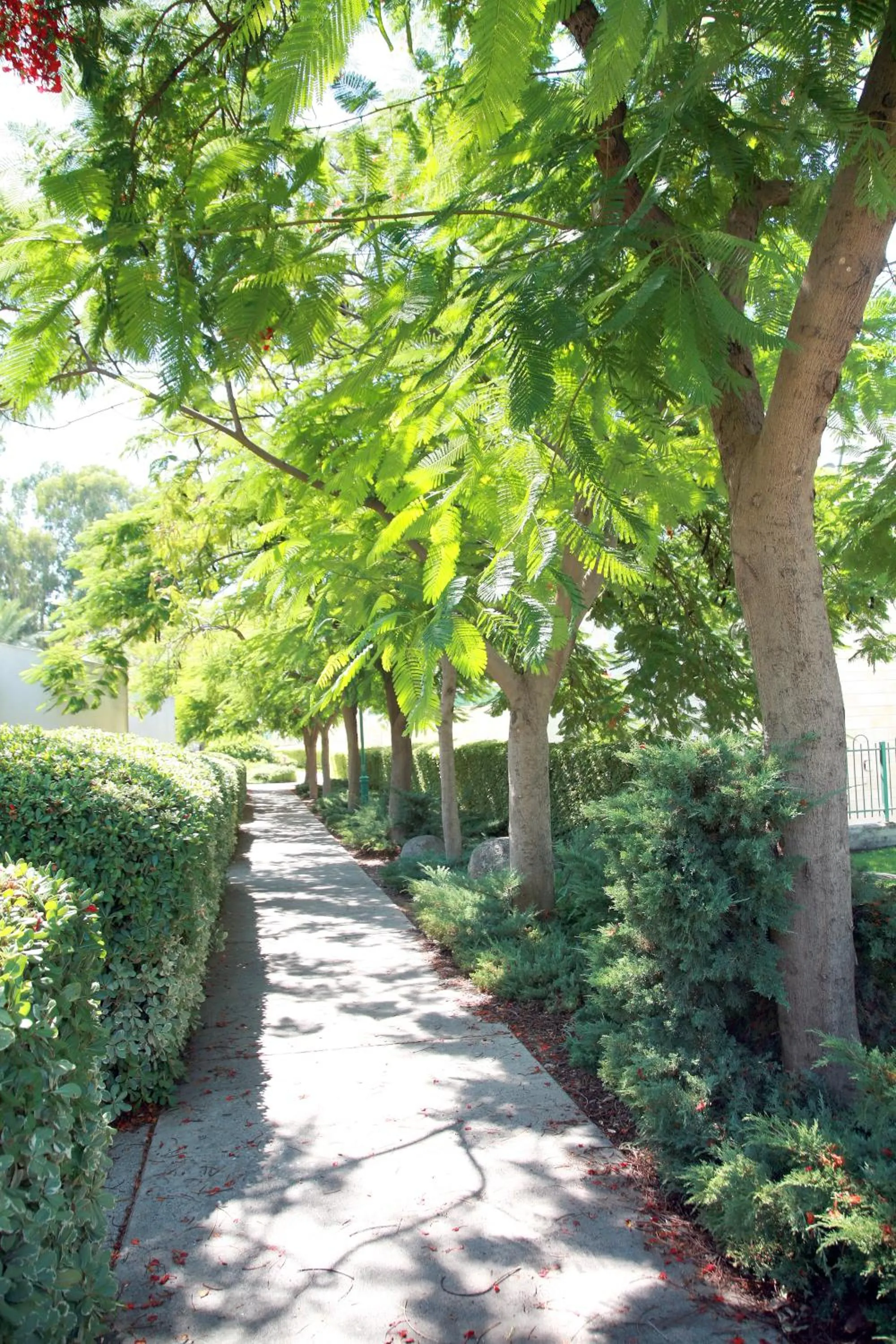 Garden in Kinar Galilee