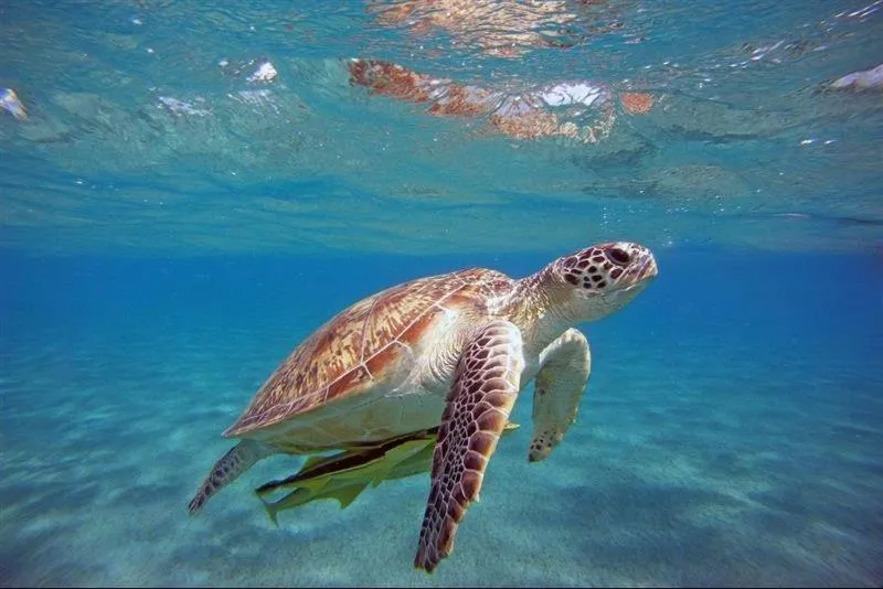 Animals in VİRA HOTEL DALYAN