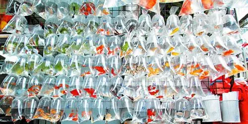 Other in Harbour Inn