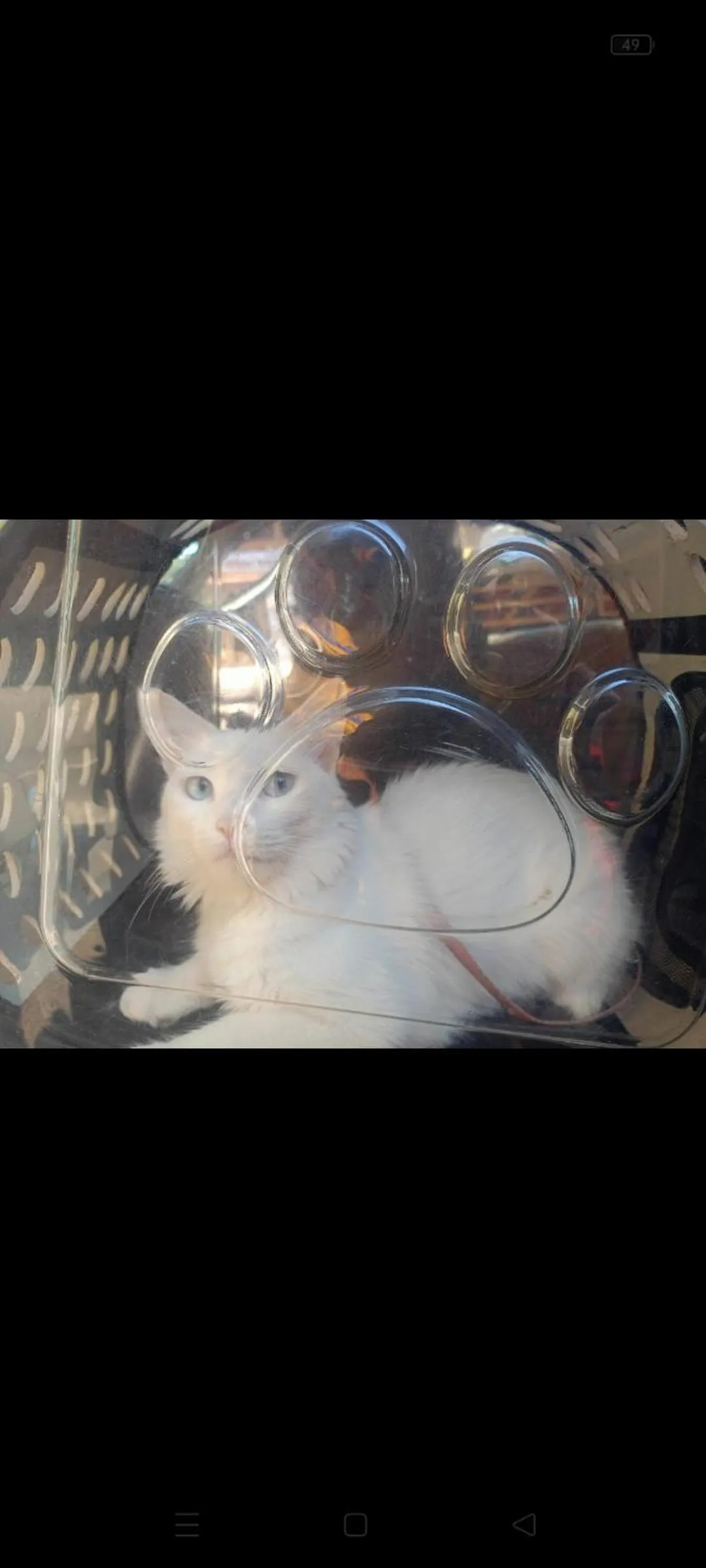 Pets in Hotel Grand Ganesha