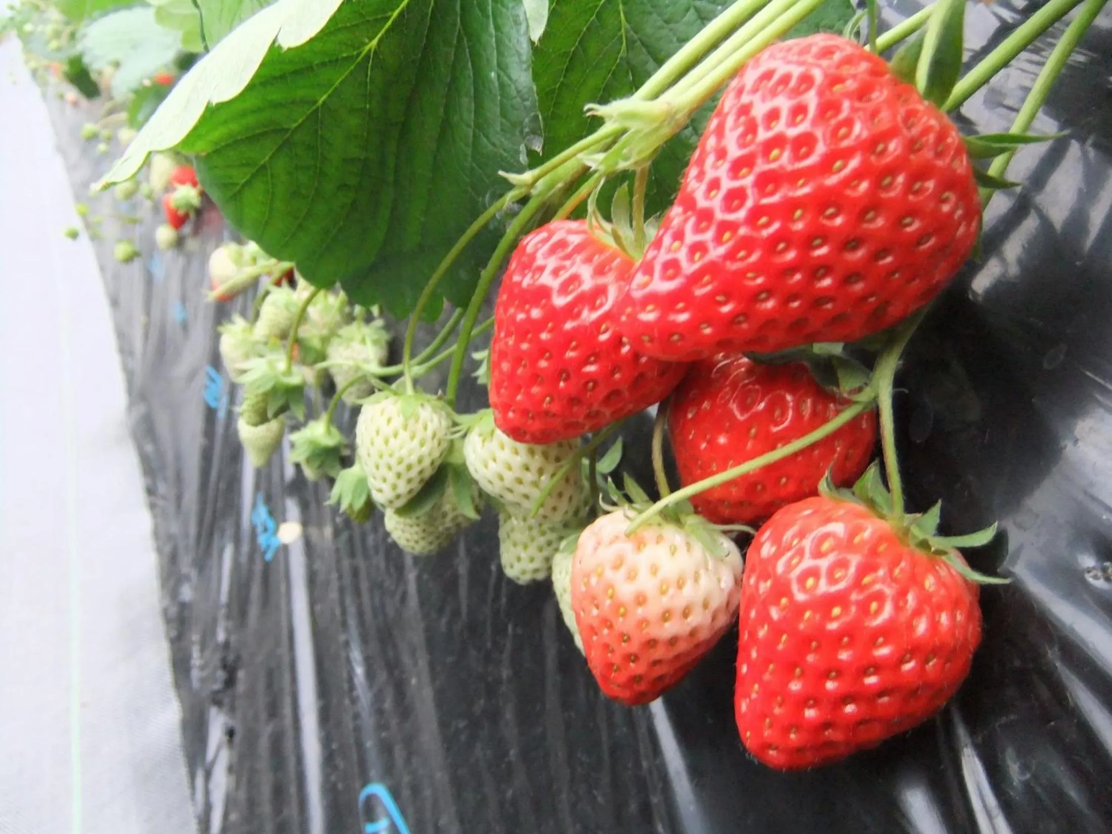 Nearby landmark in Shimoda Yamatokan