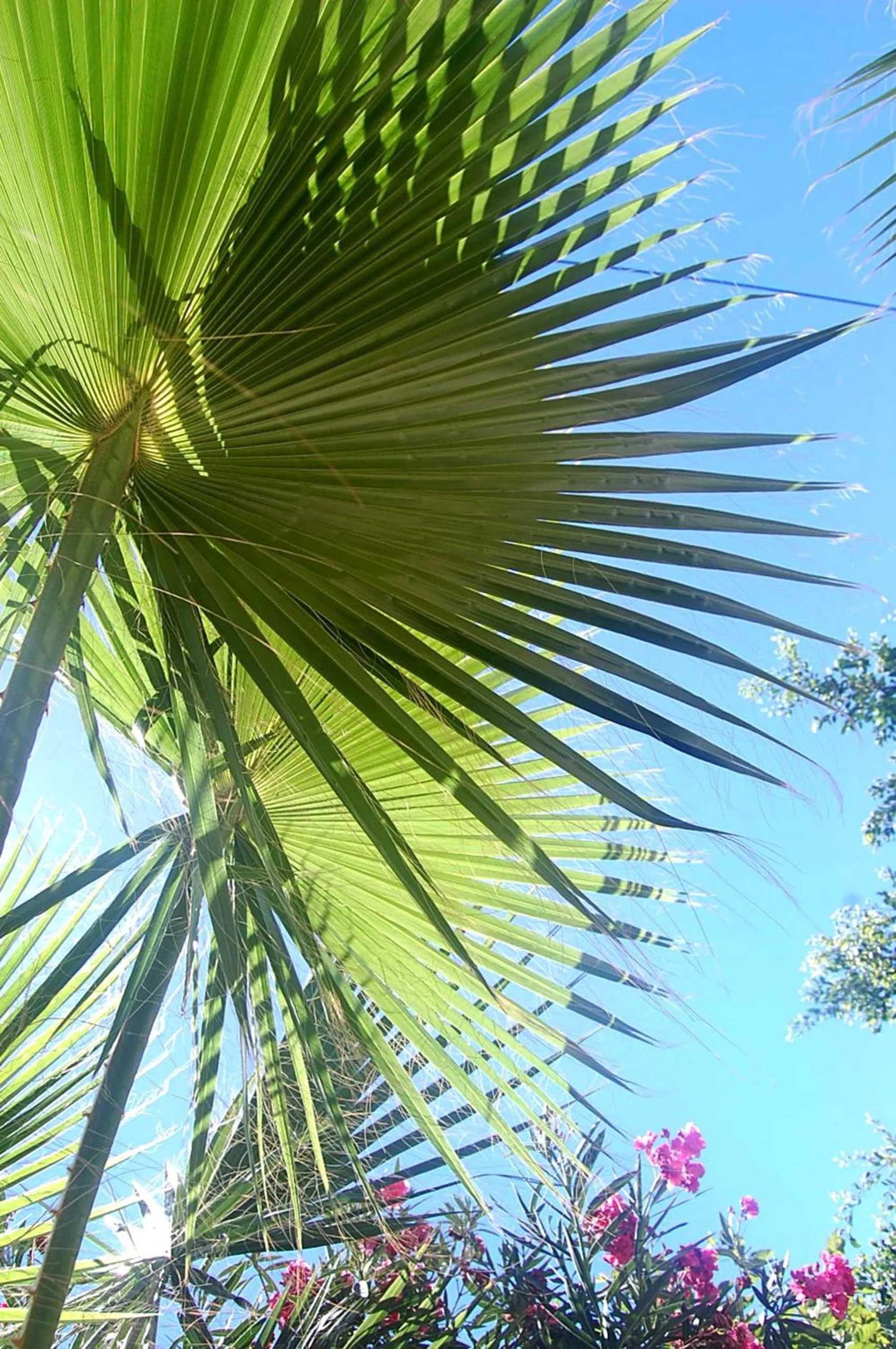 Garden in Violetta Hotel
