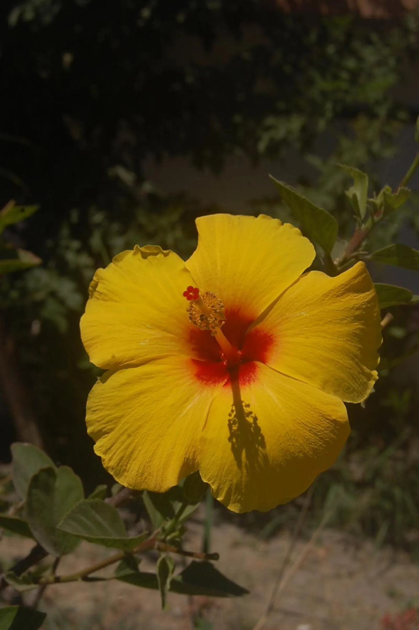 Night in Violetta Hotel