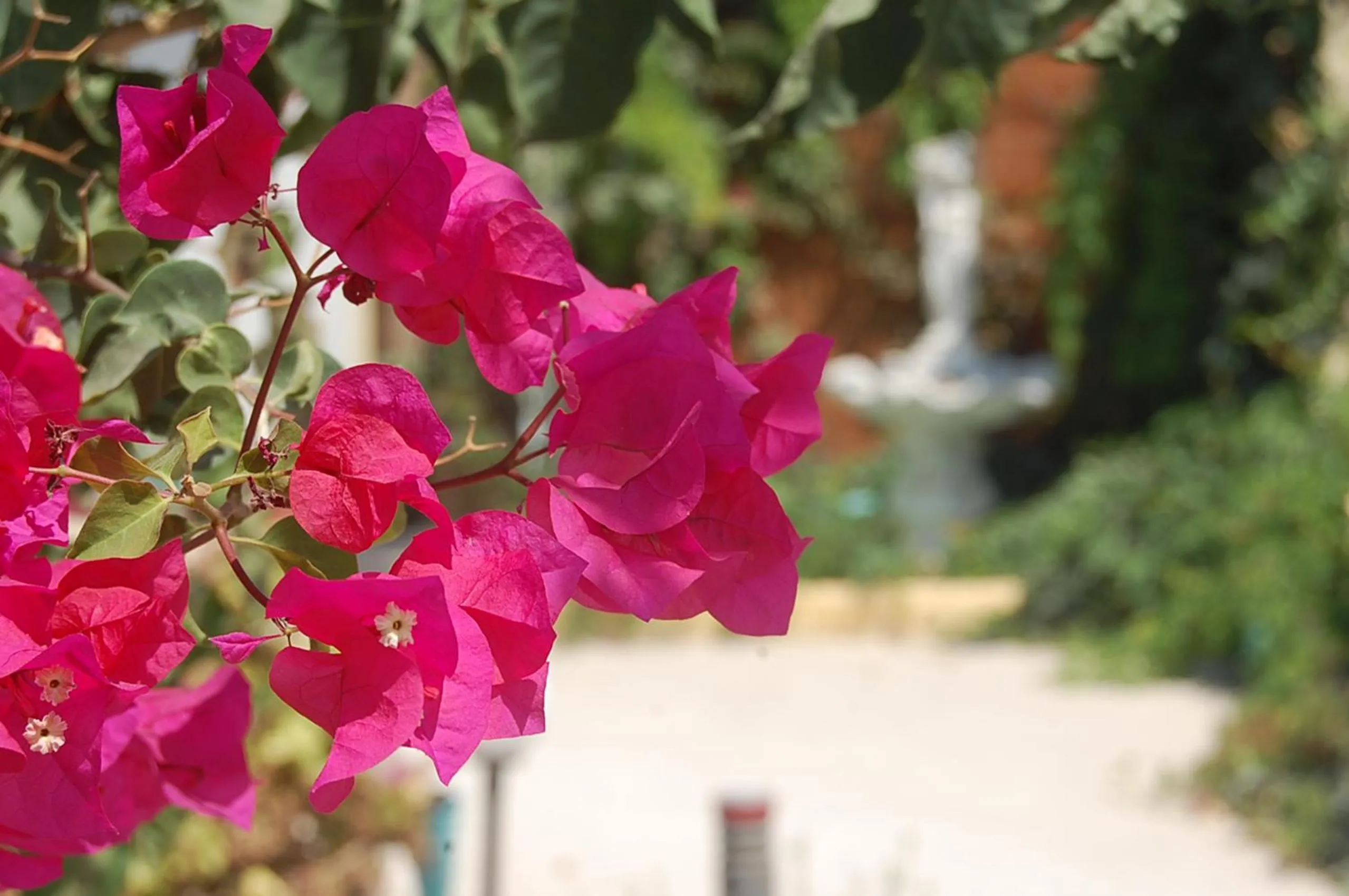 Day in Violetta Hotel