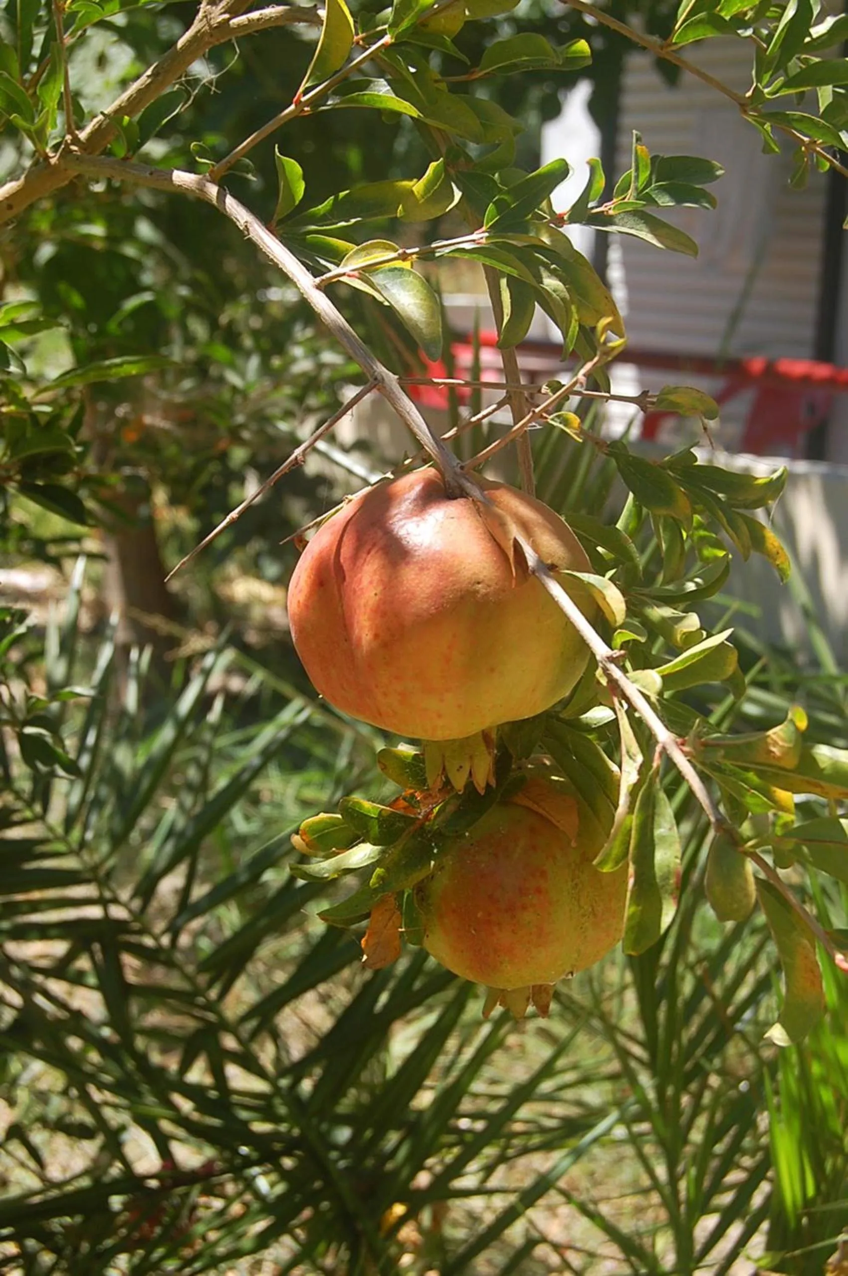Facade/entrance in Violetta Hotel