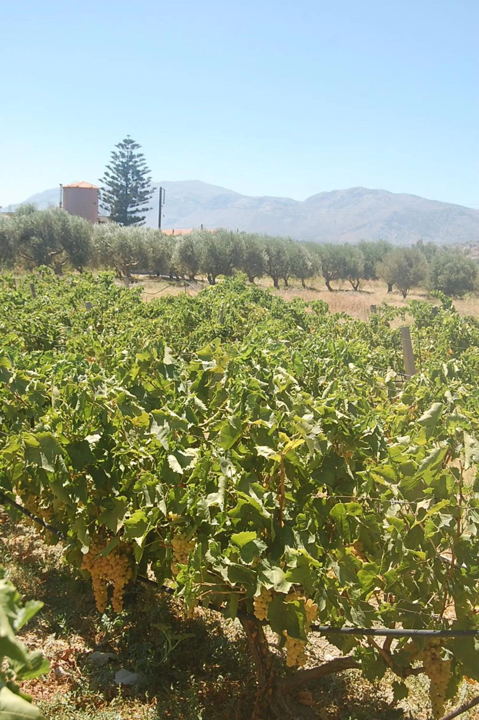 Off site in Violetta Hotel