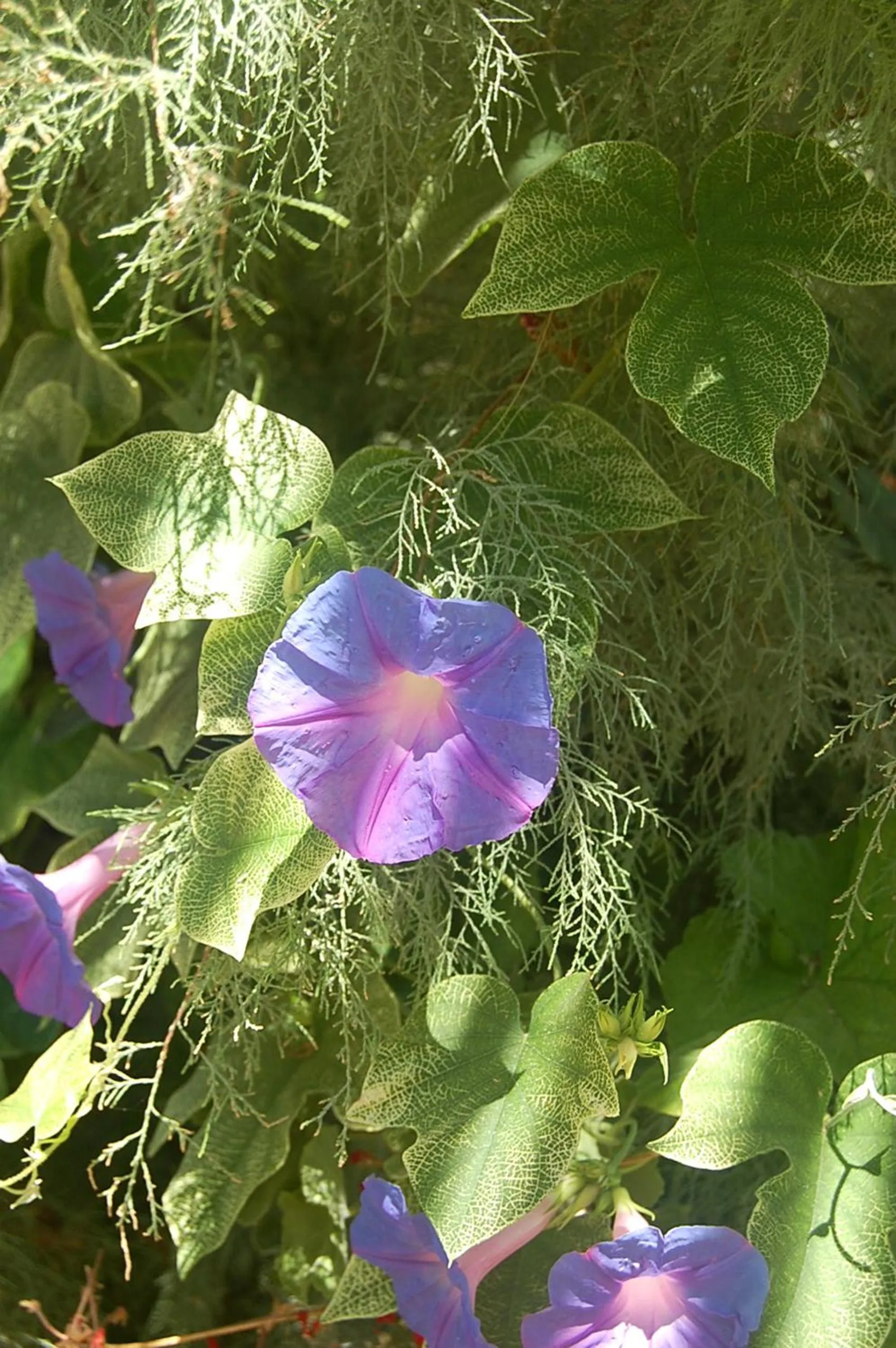 Property building in Violetta Hotel