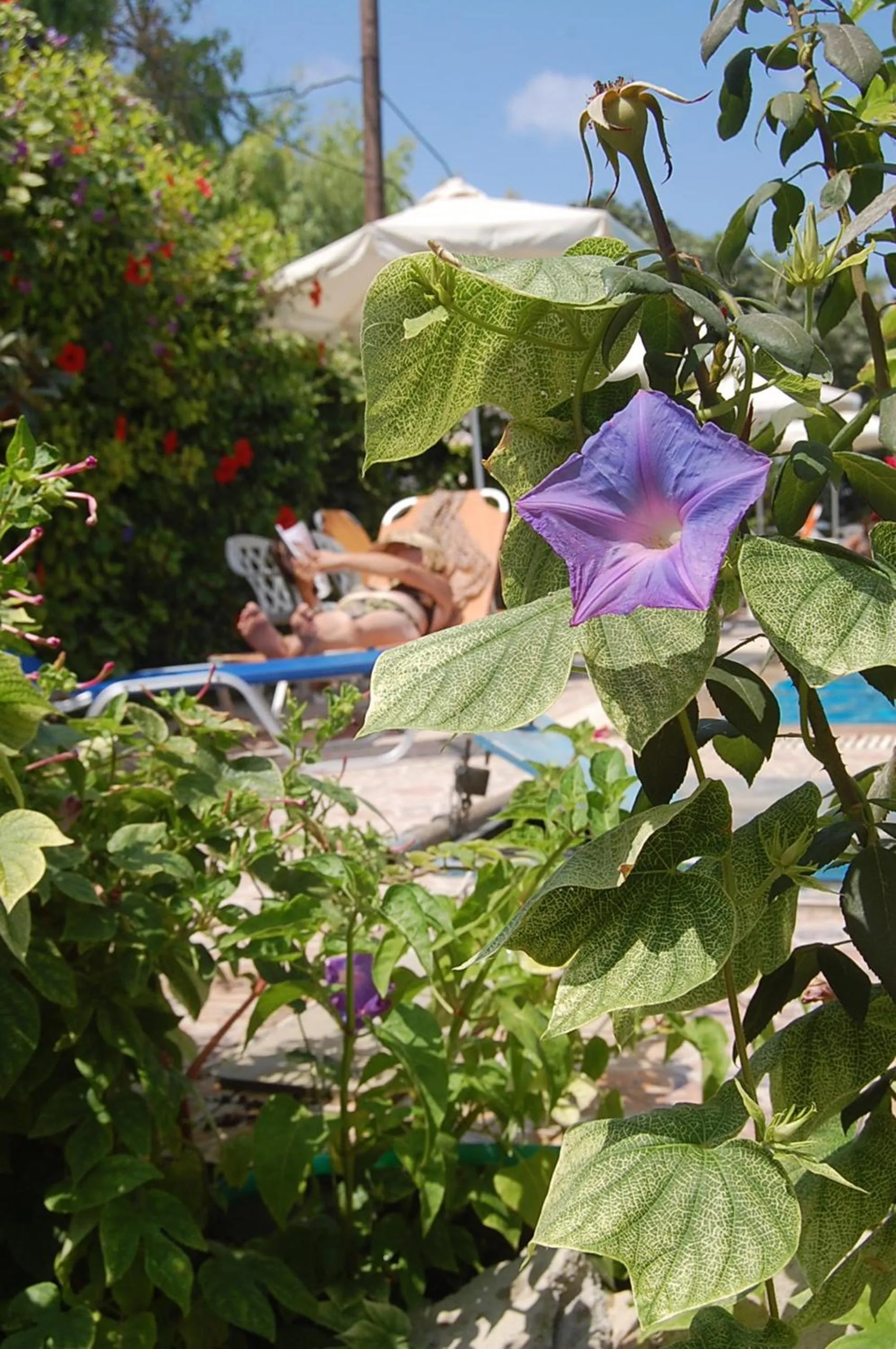 Restaurant/places to eat in Violetta Hotel