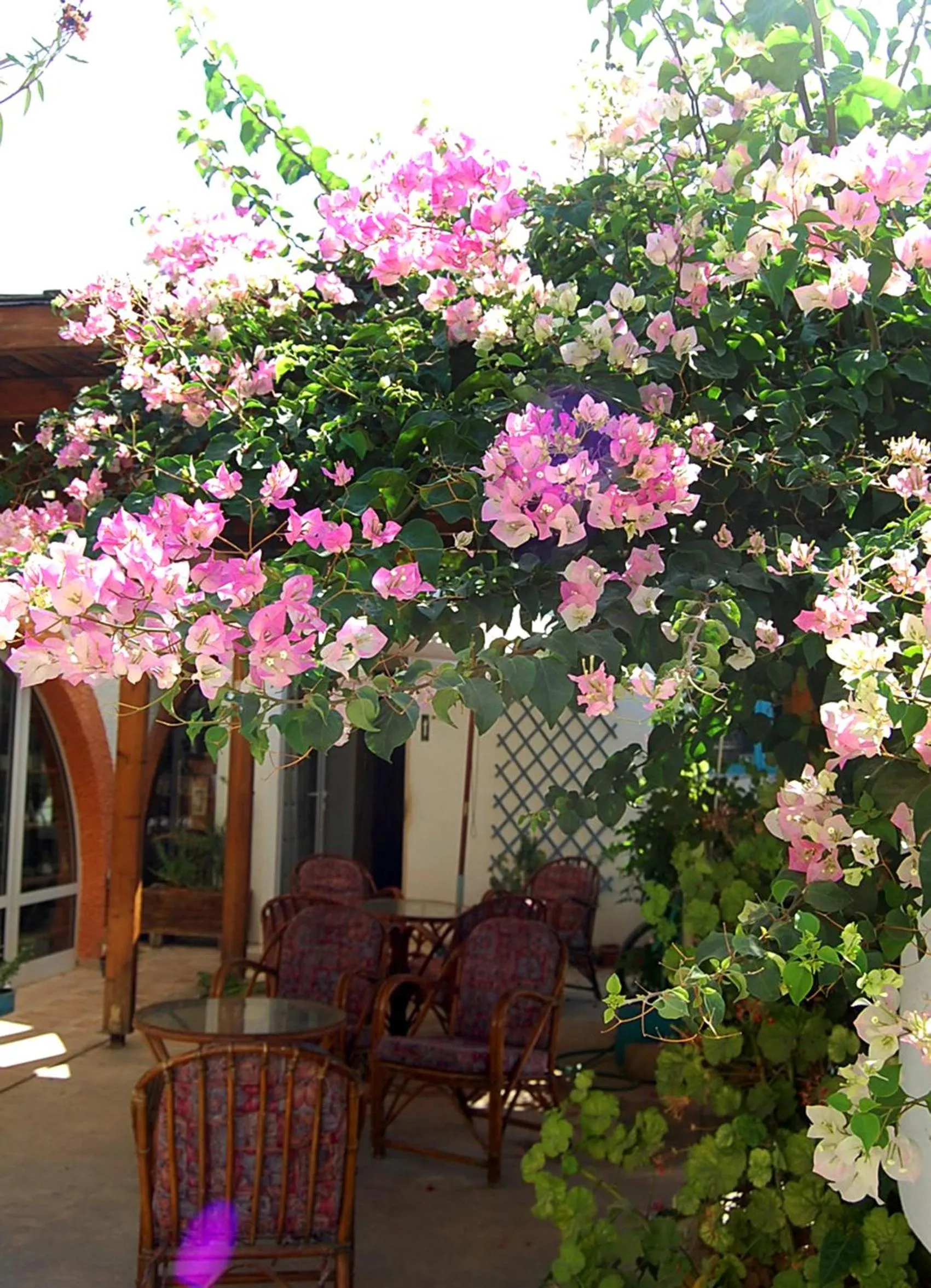 Restaurant/places to eat in Violetta Hotel