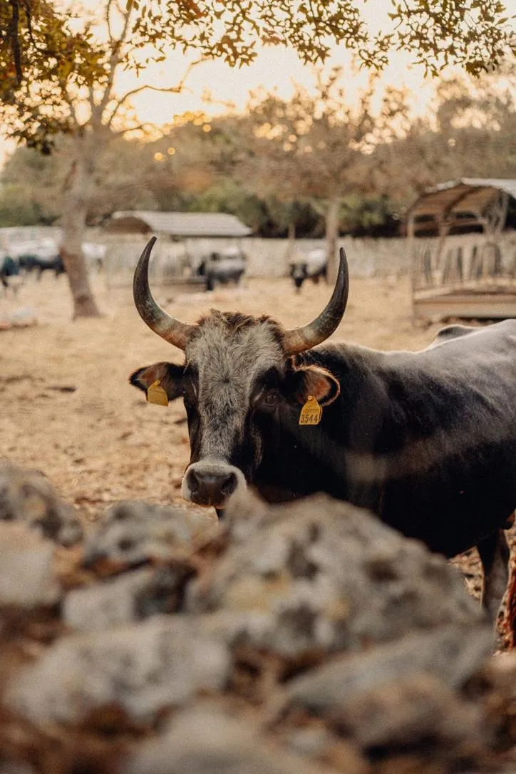 Masseria San Paolo Grande