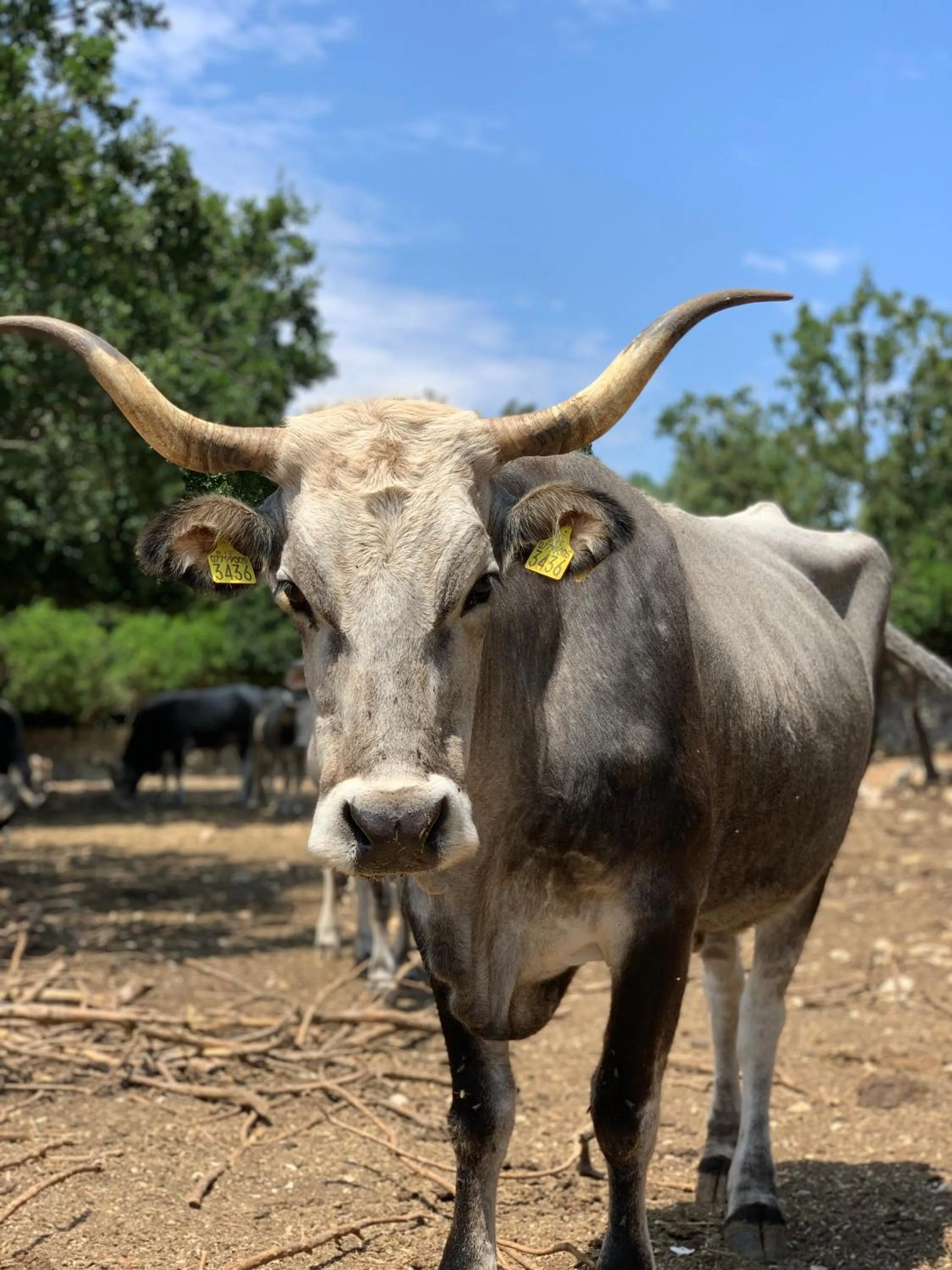 Masseria San Paolo Grande