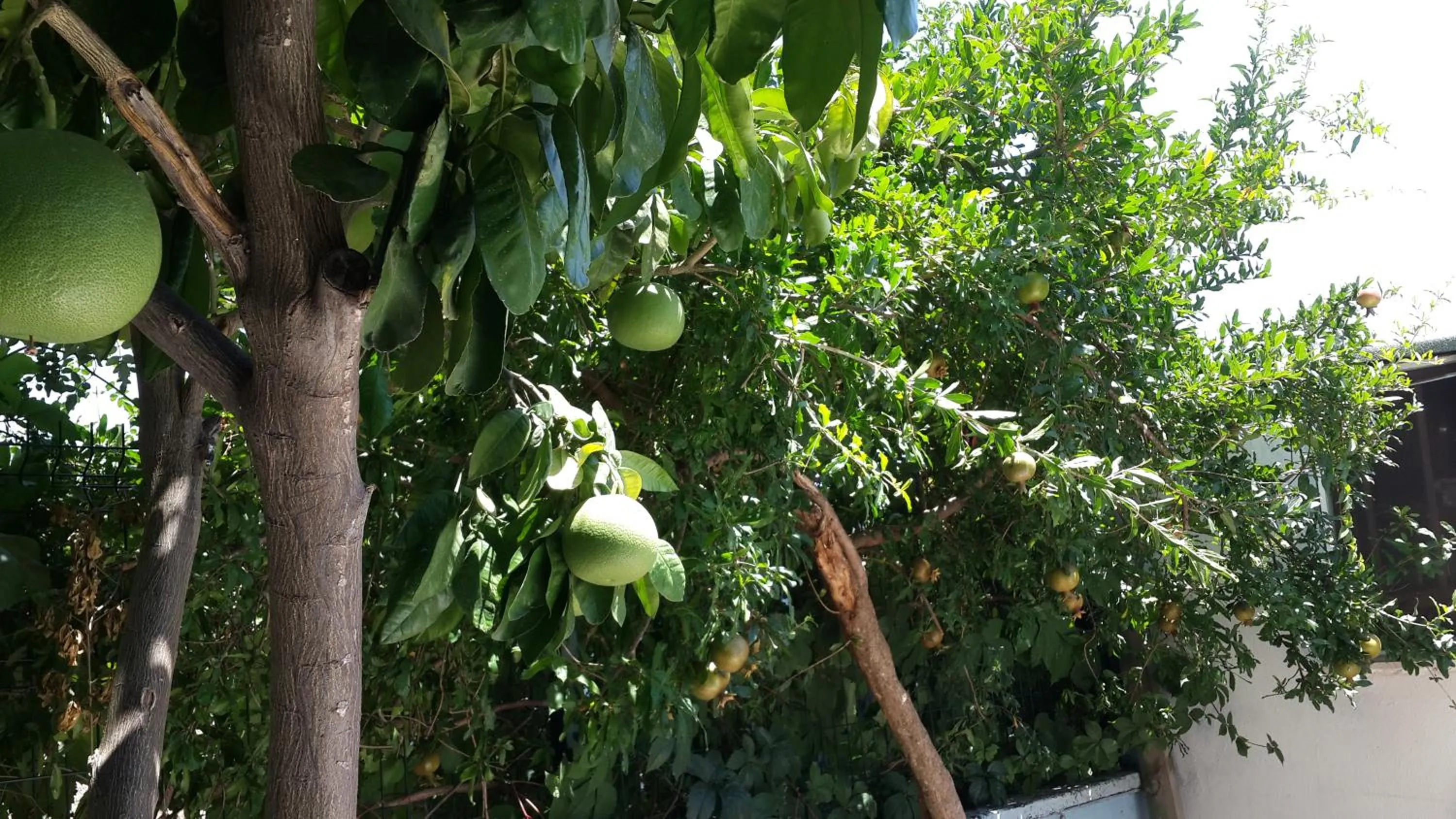 Garden in Kara Family Apart