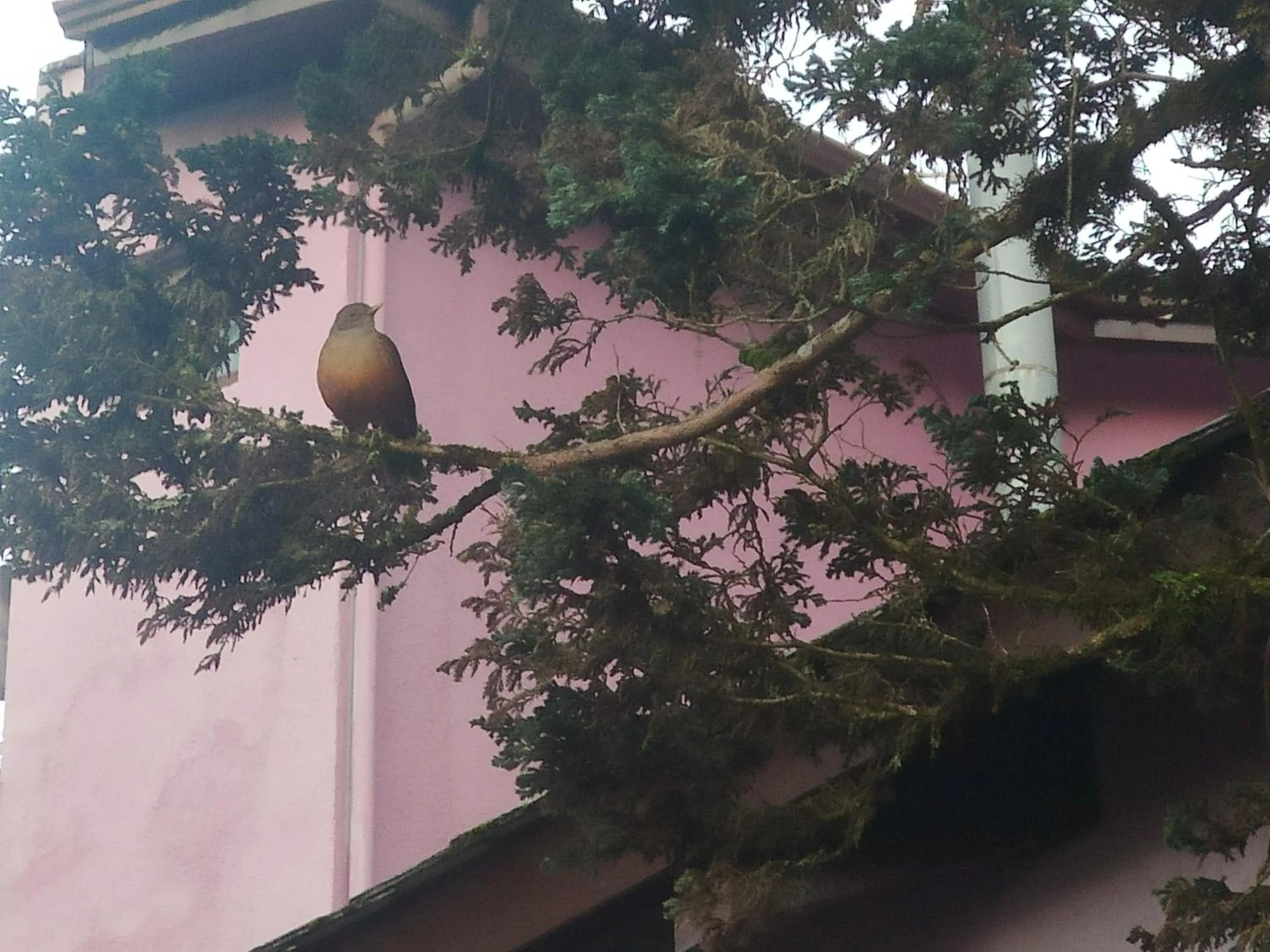 Pousada Gardenia Guest House