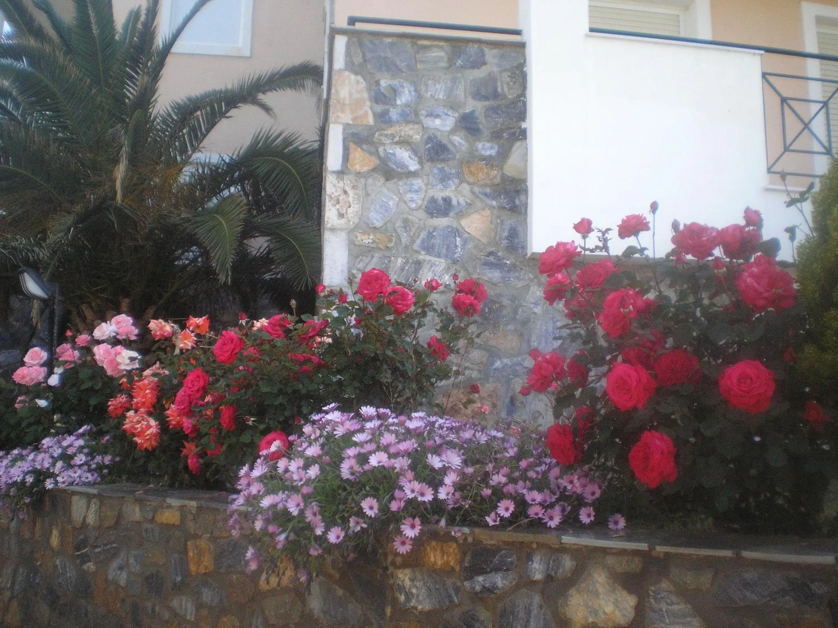 Garden in Apollon (ex. Albatros)