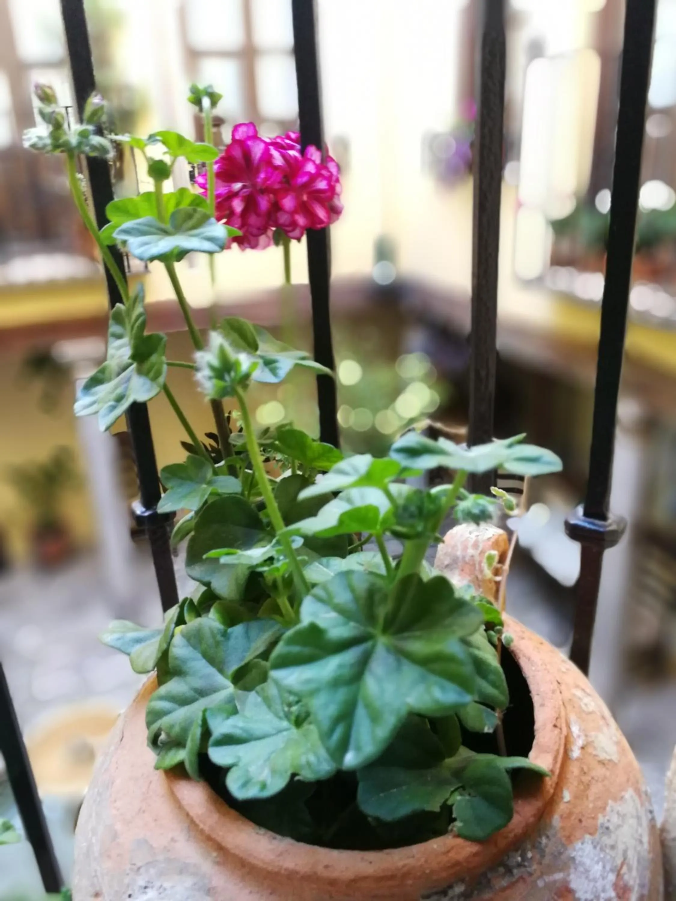 Alh Patio Apartamentos