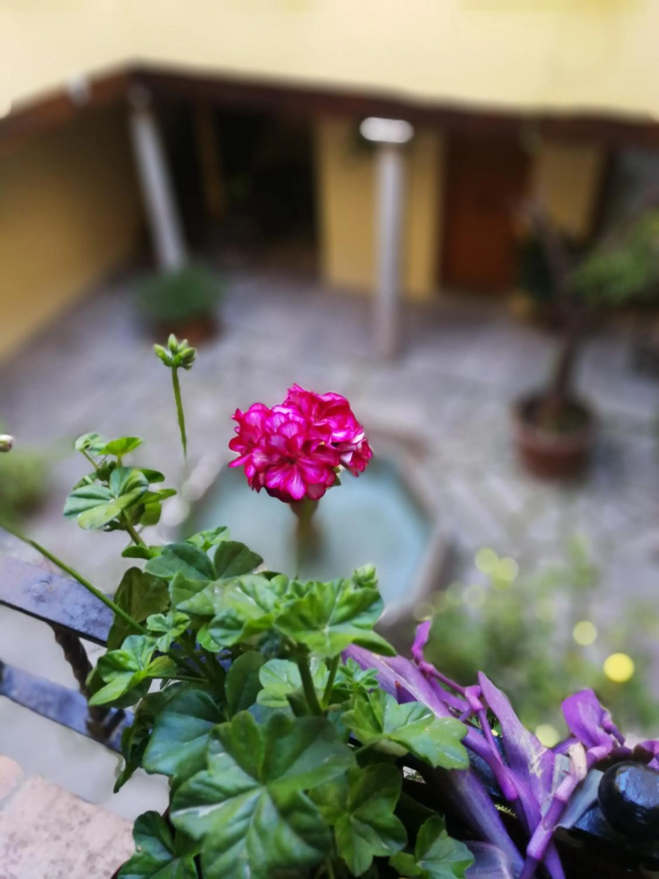 Alh Patio Apartamentos