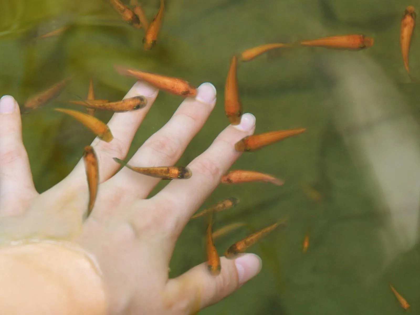 Swimming pool in Fennel Resort