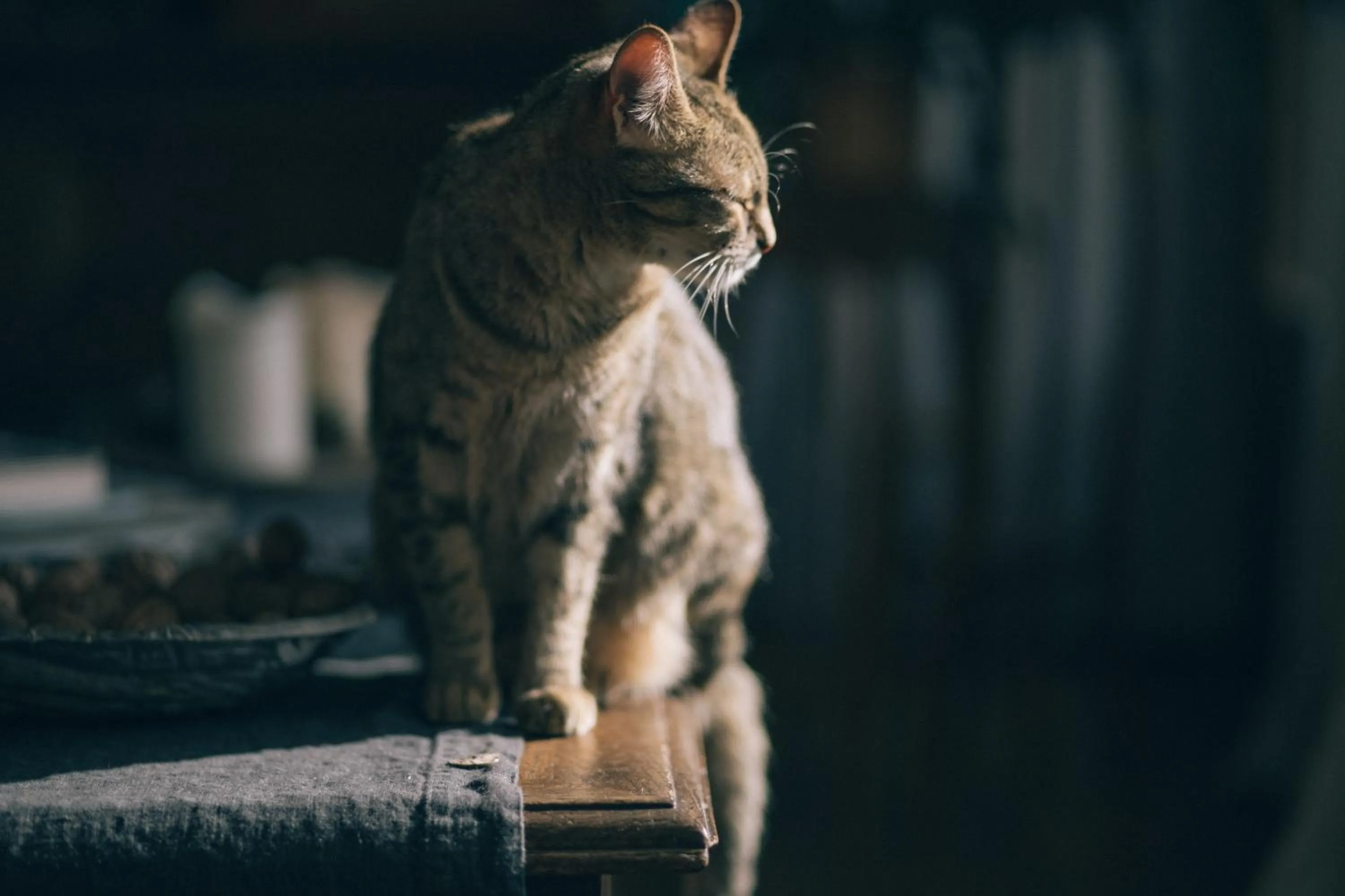 Animals in Mas el Mir