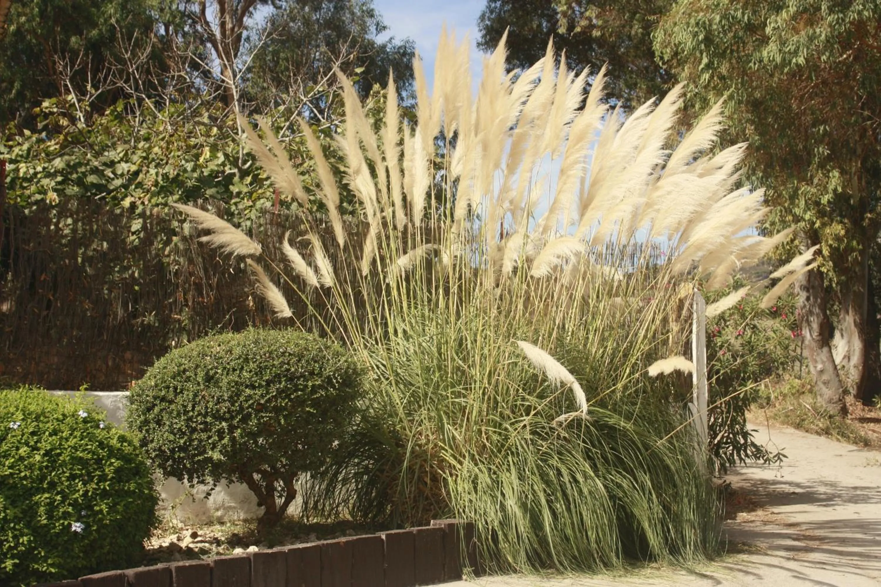 Garden in Molino El Mastral